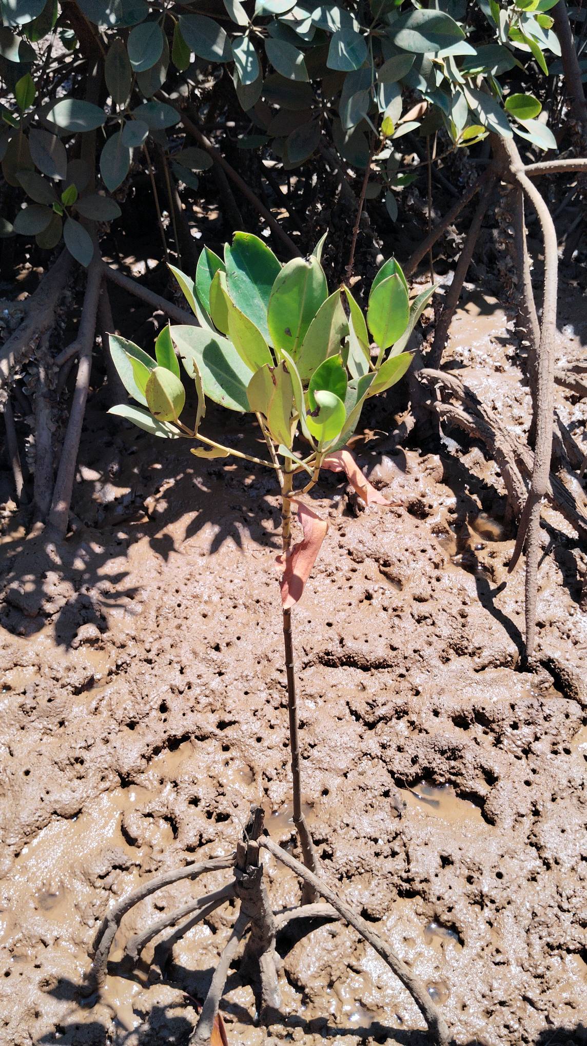 tree