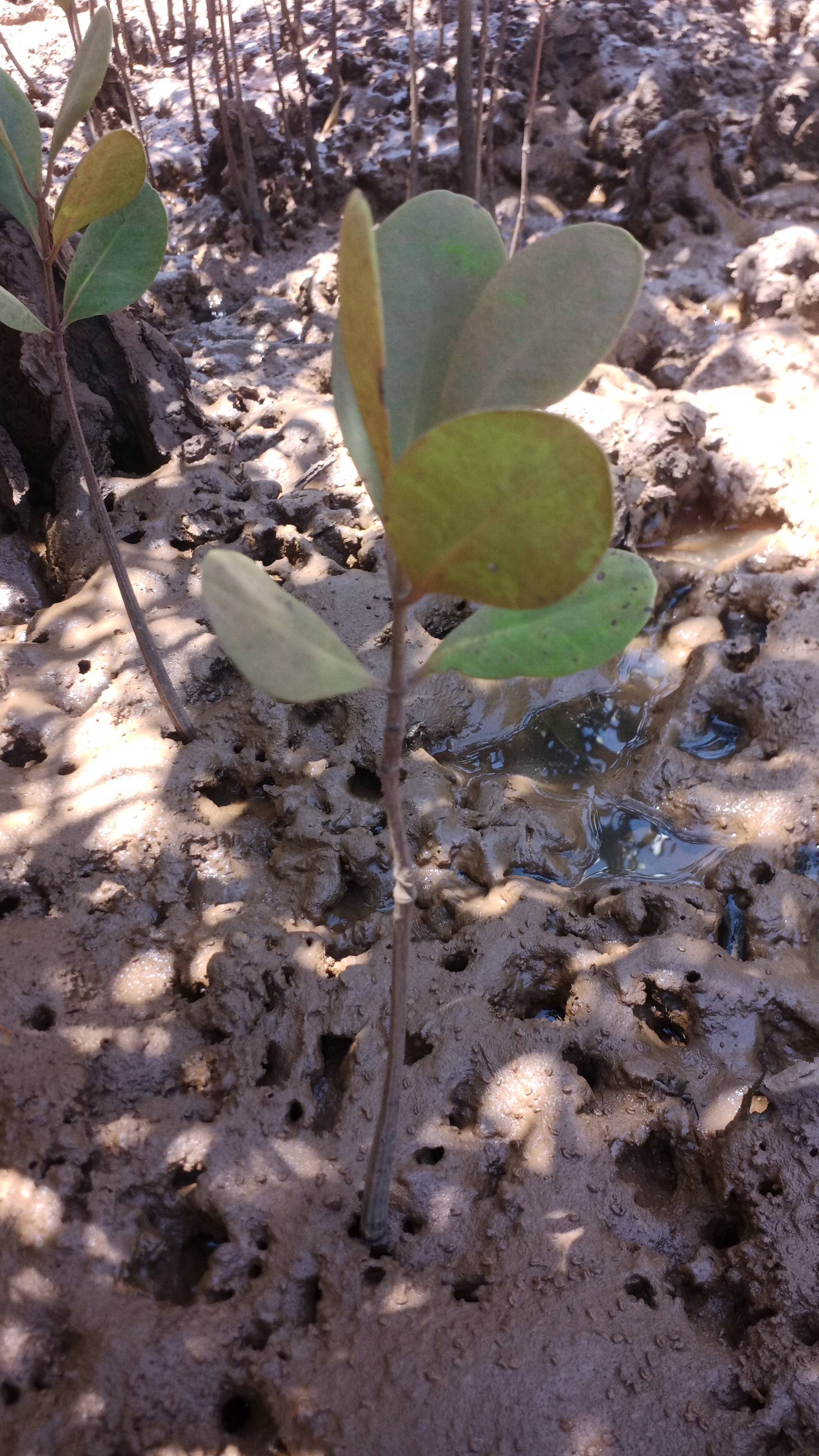 tree