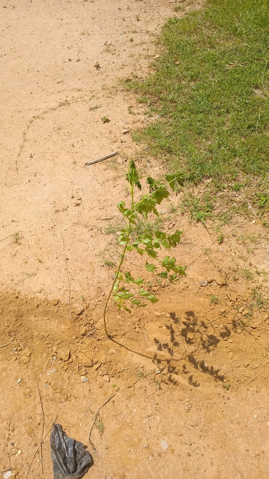 tree