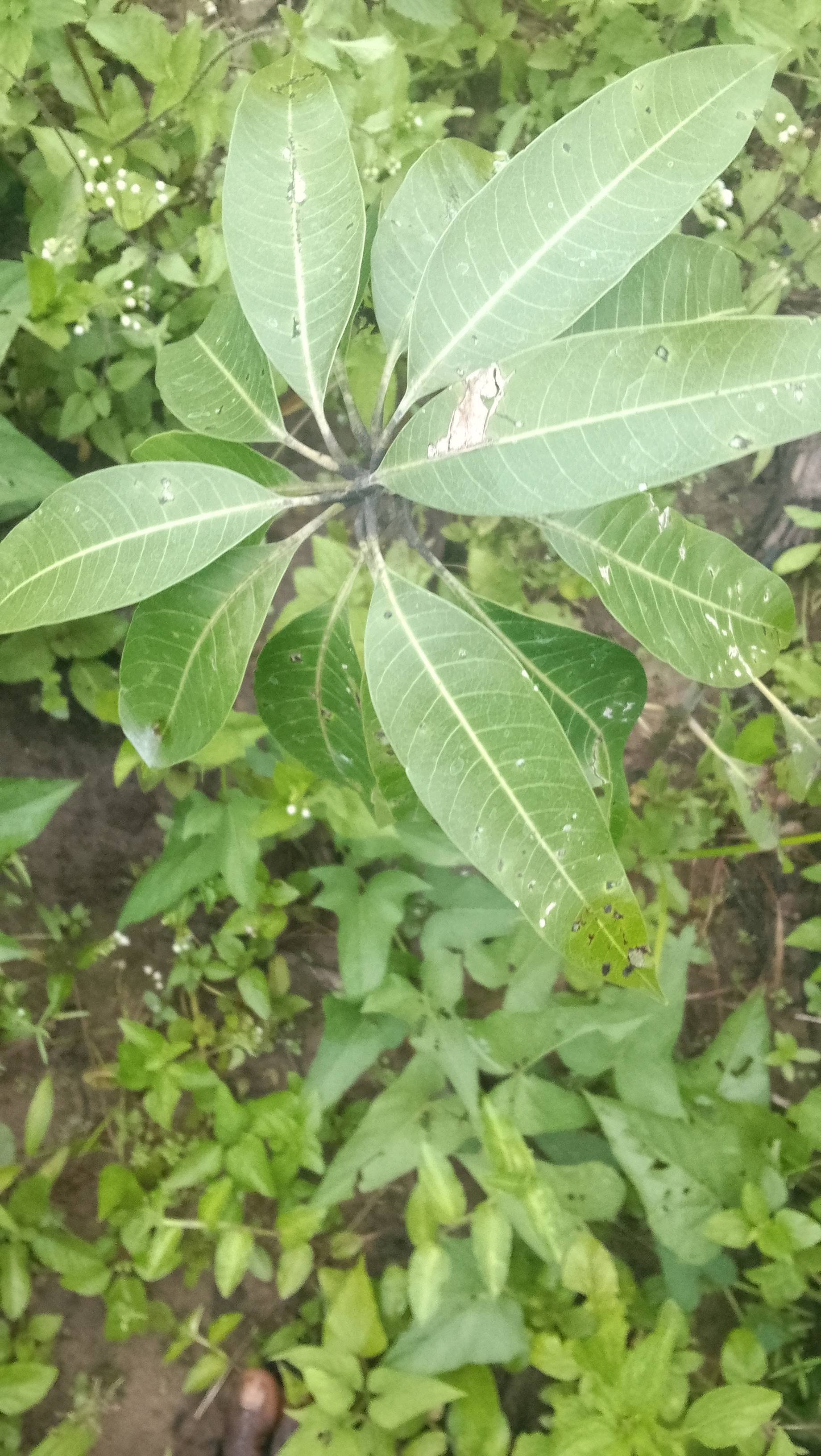 tree