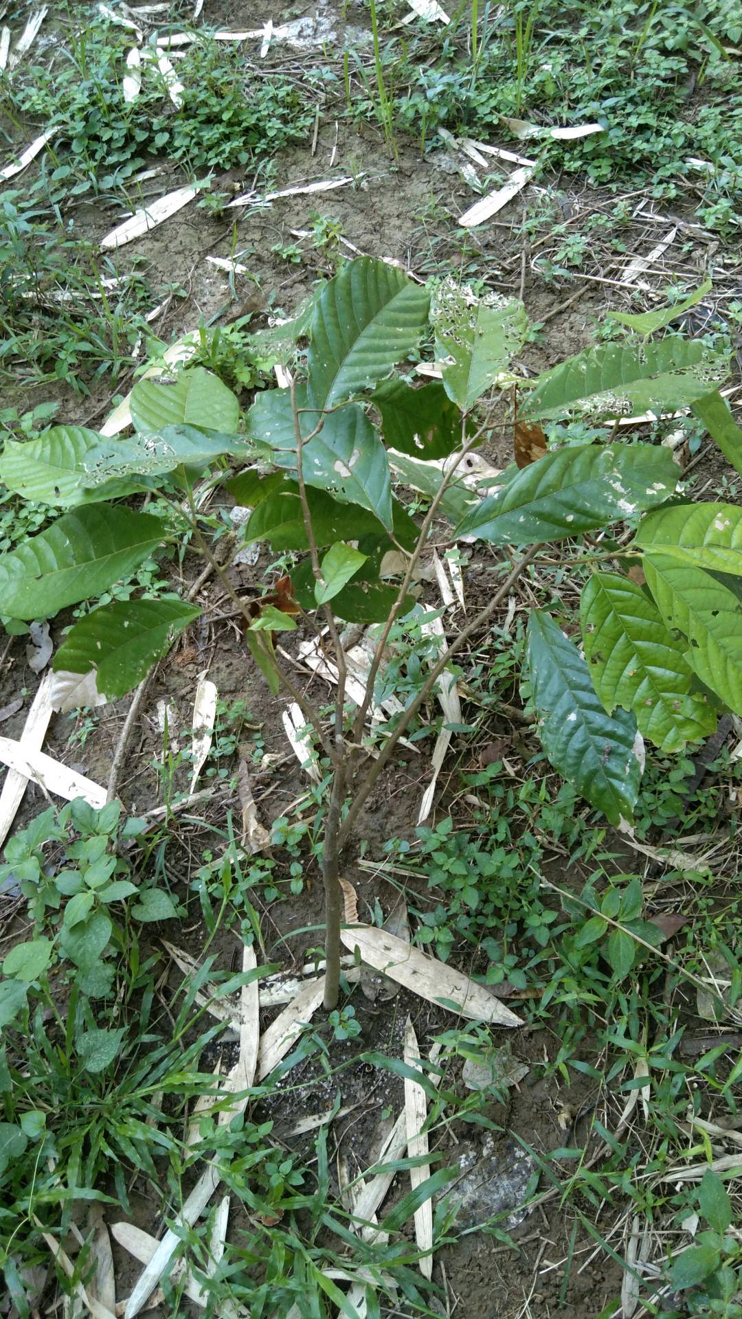 tree