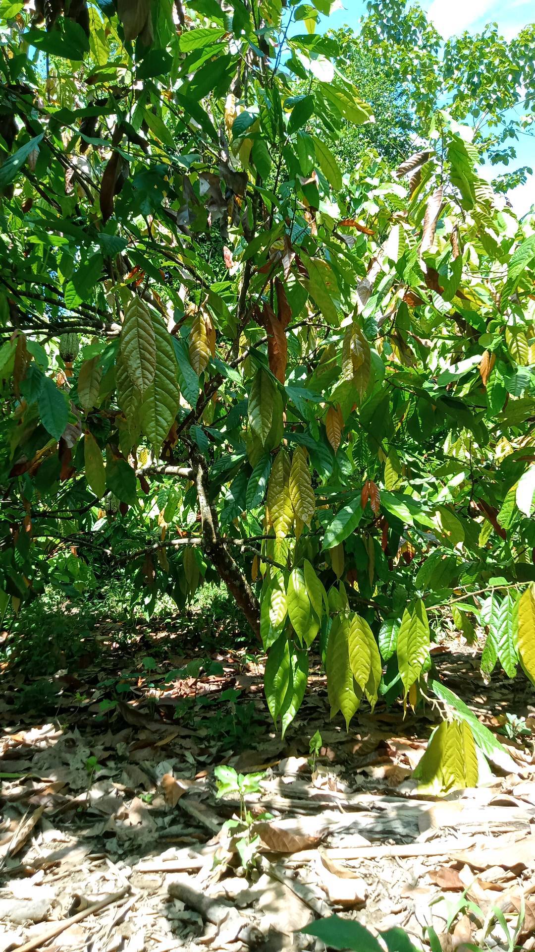 tree