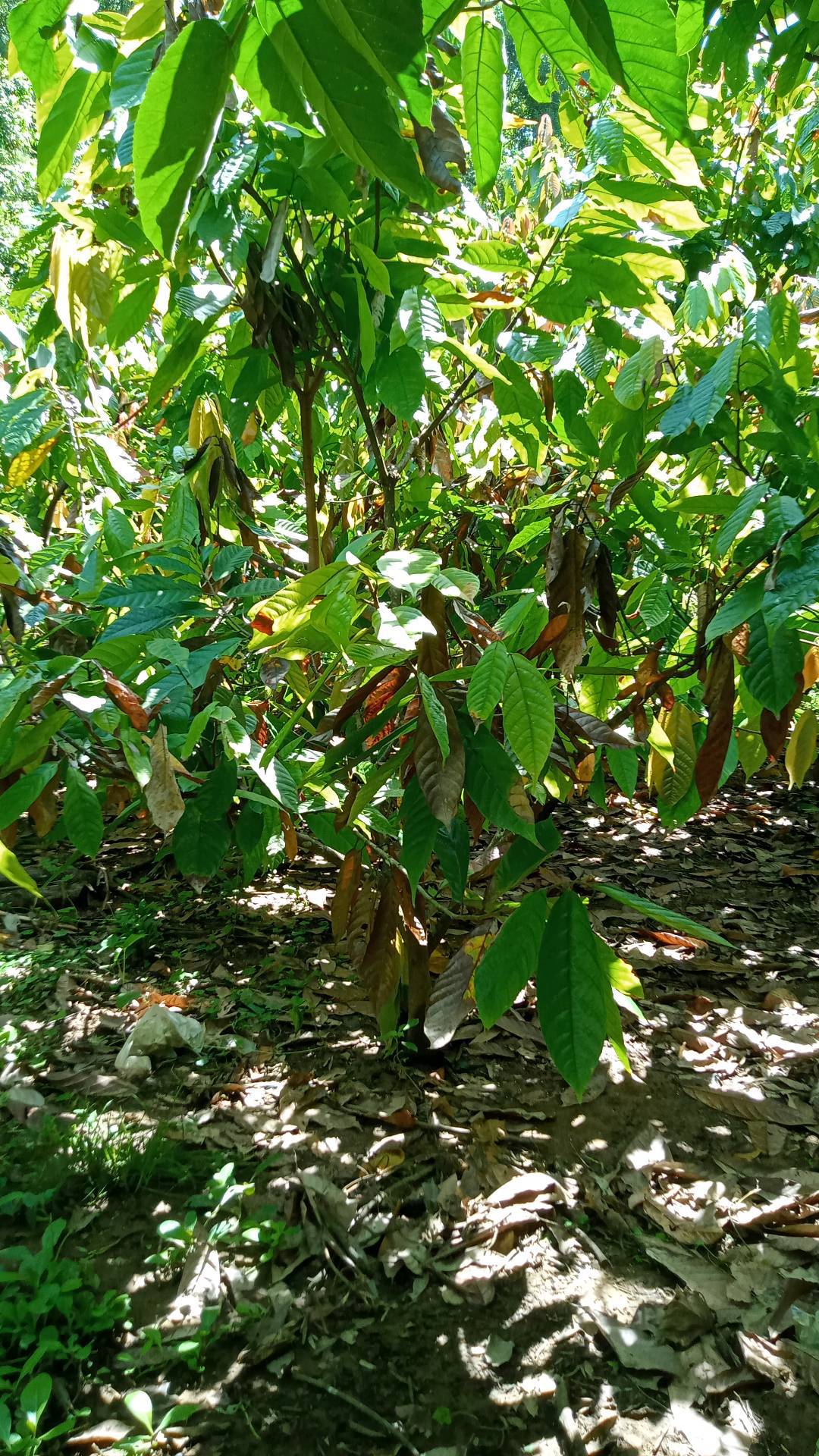tree