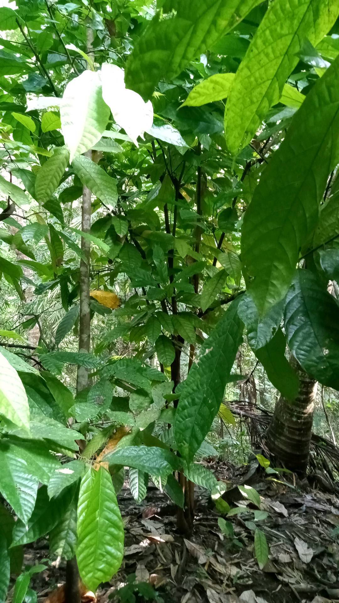 tree