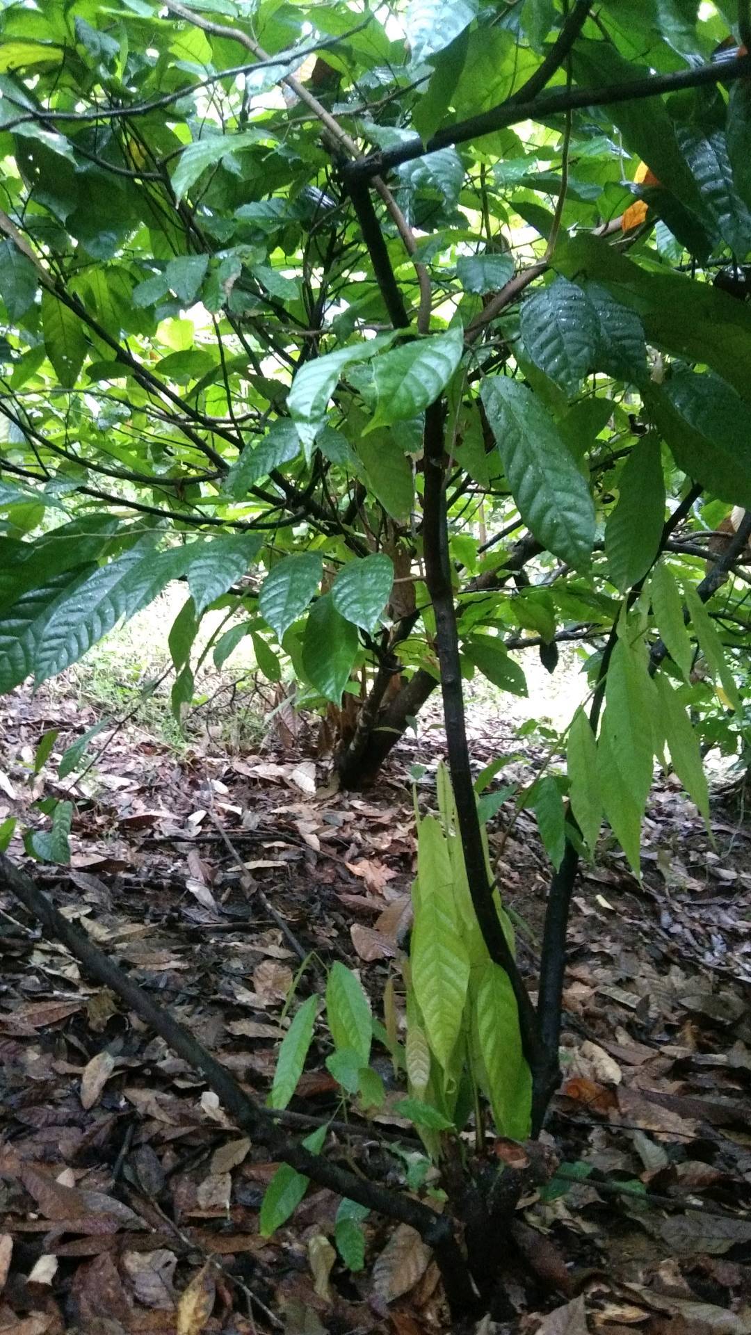 tree