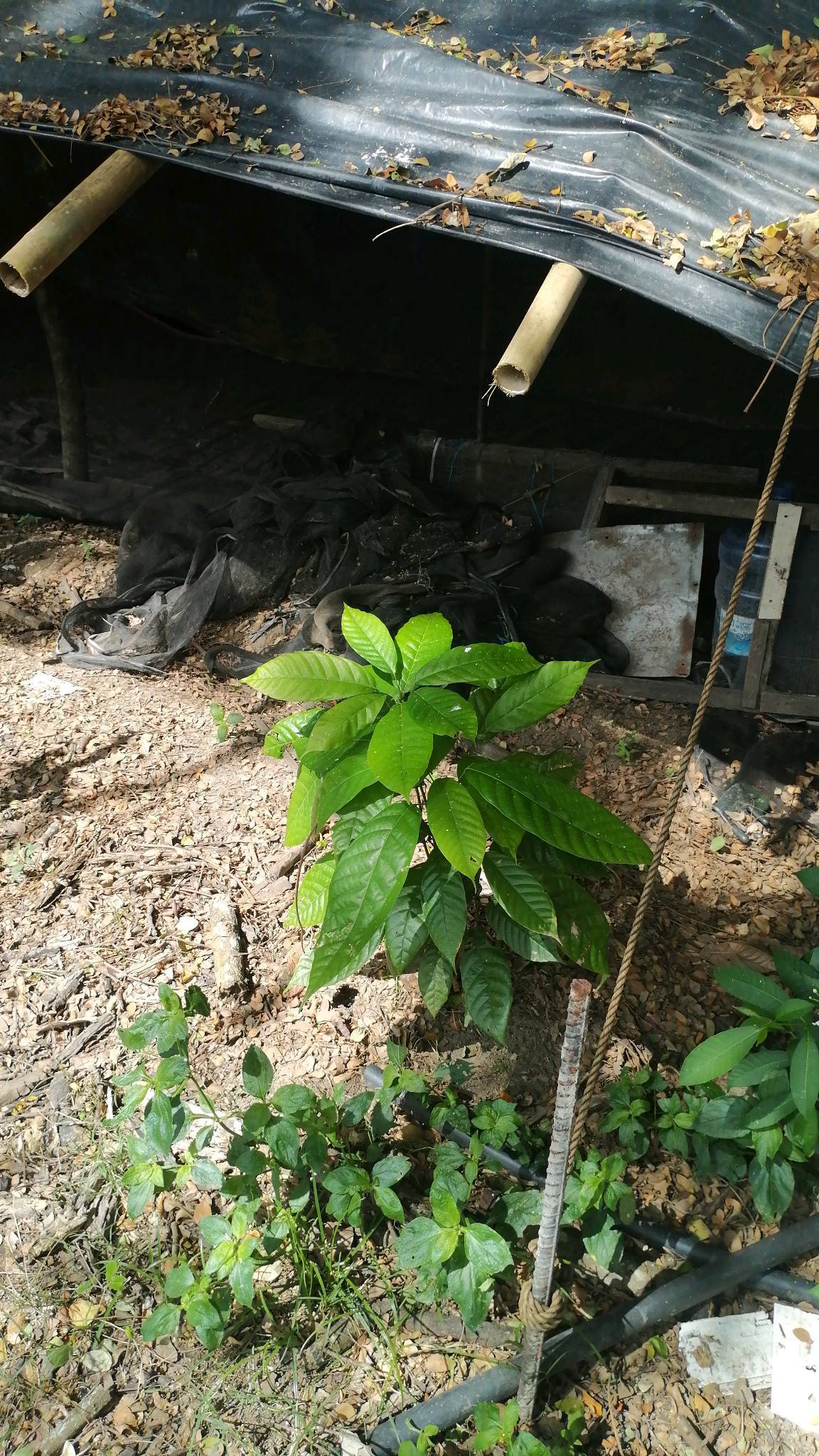 tree