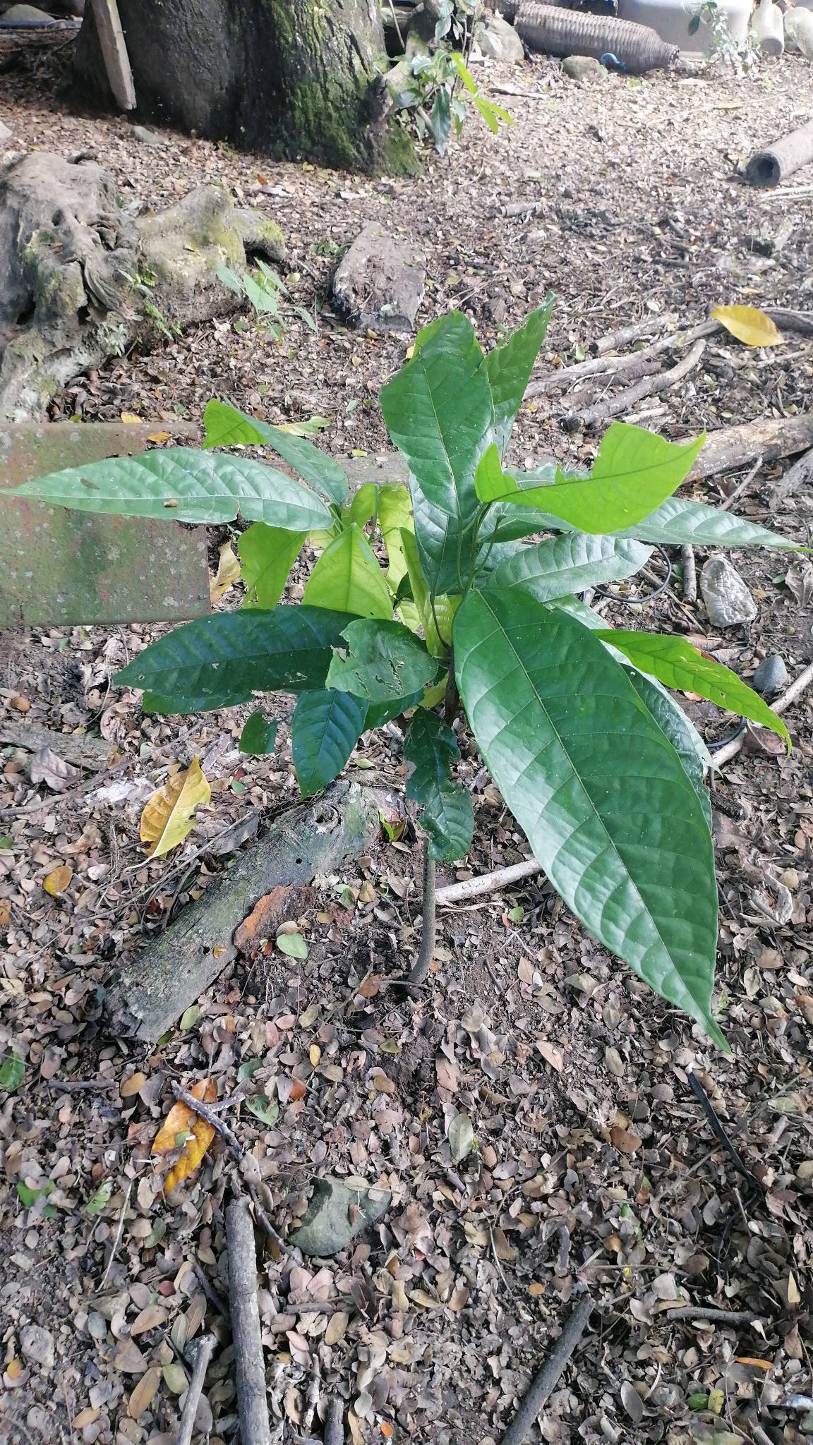 tree