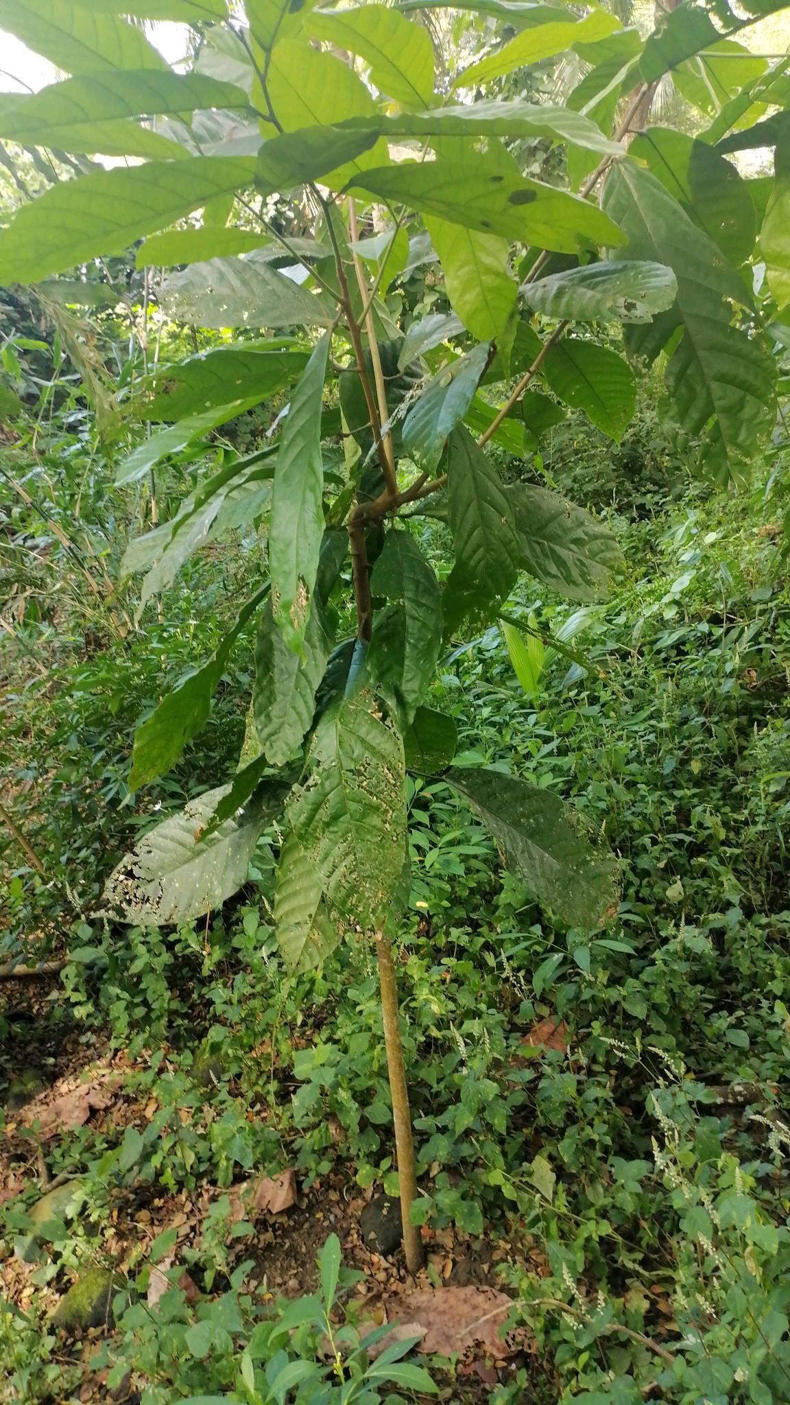 tree