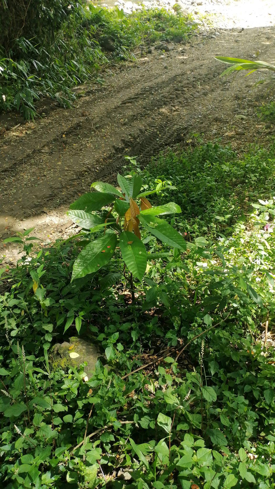 tree