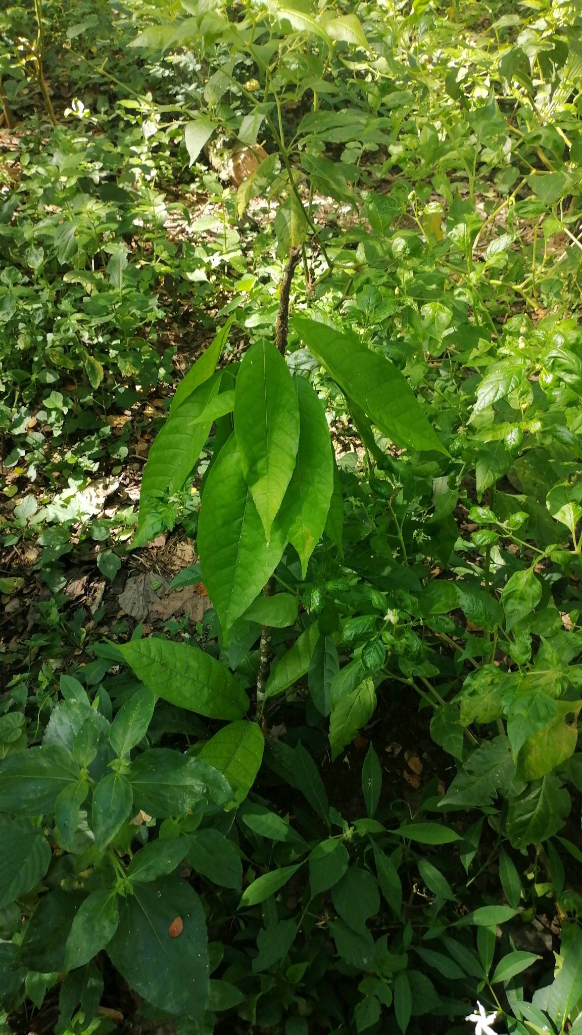 tree