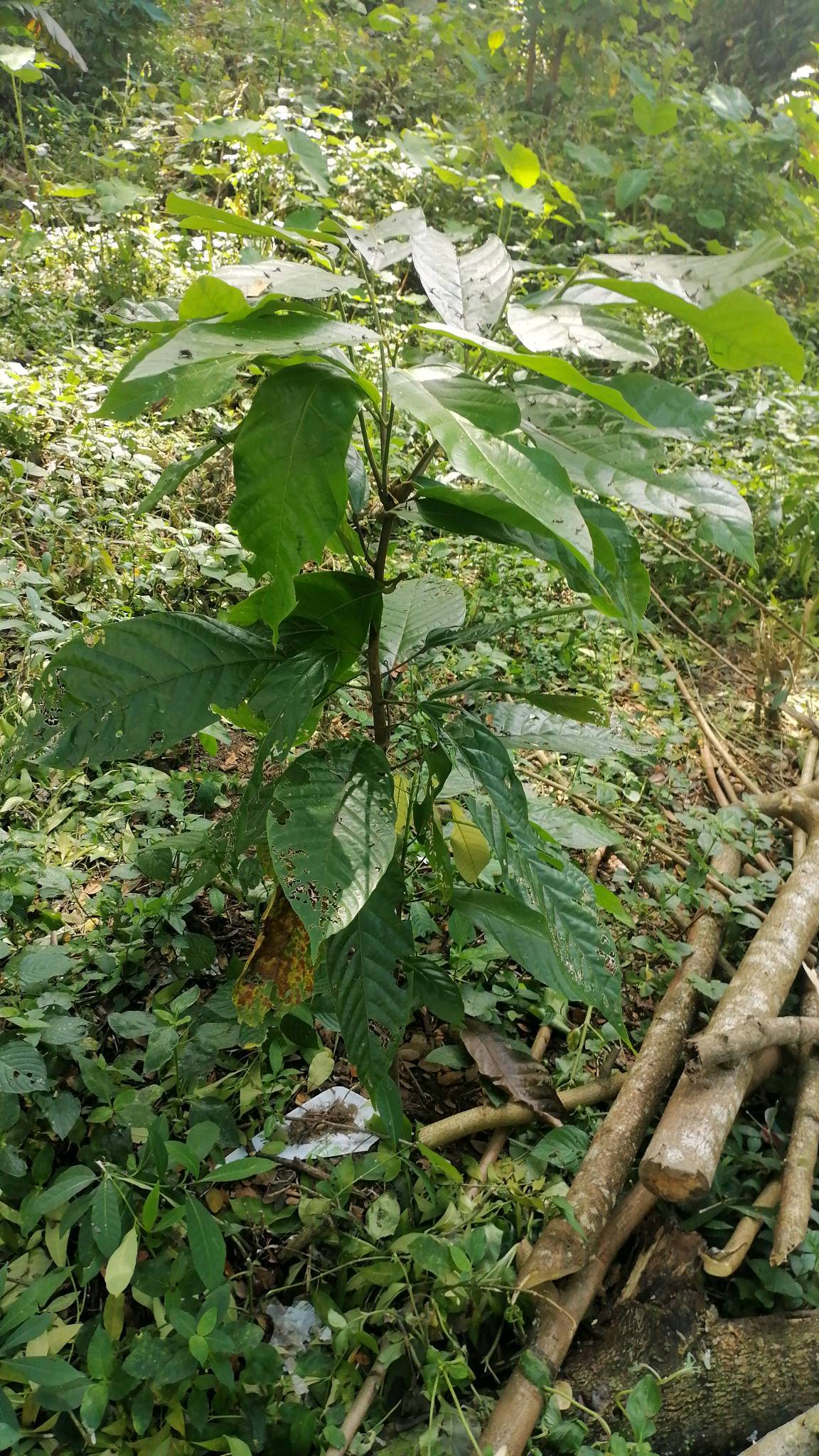 tree