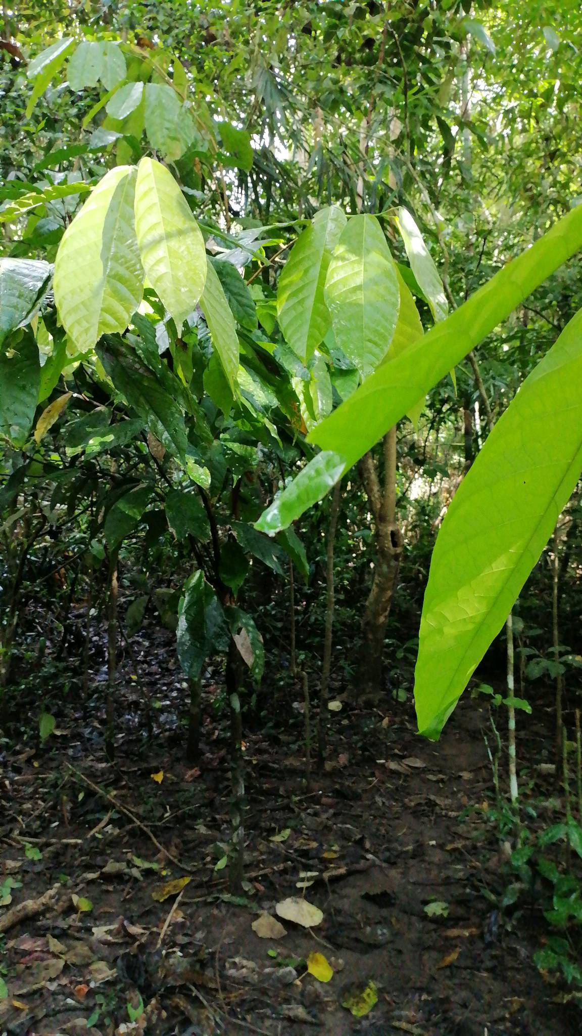 tree