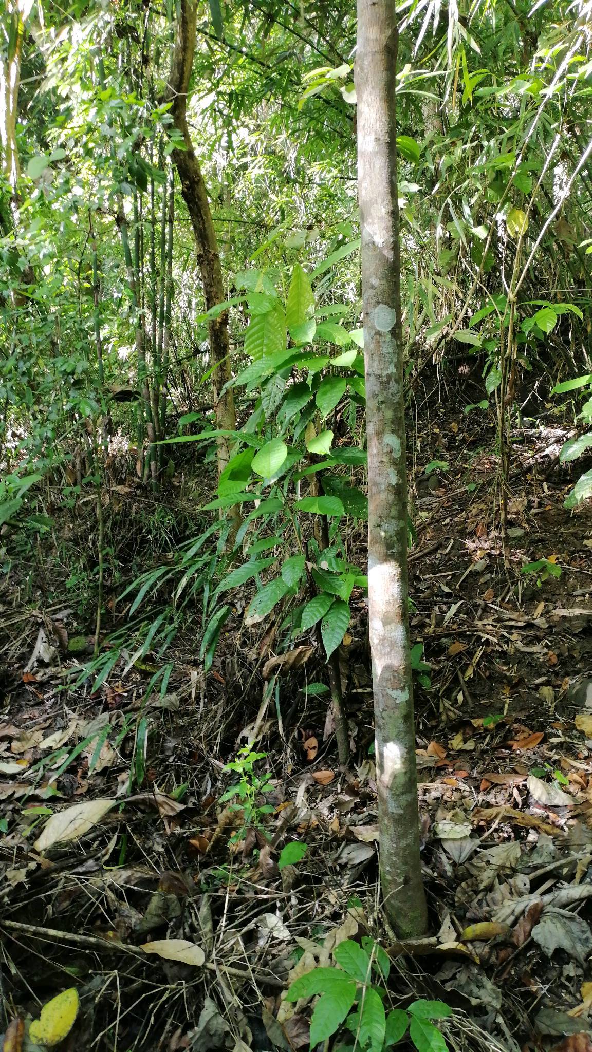 tree