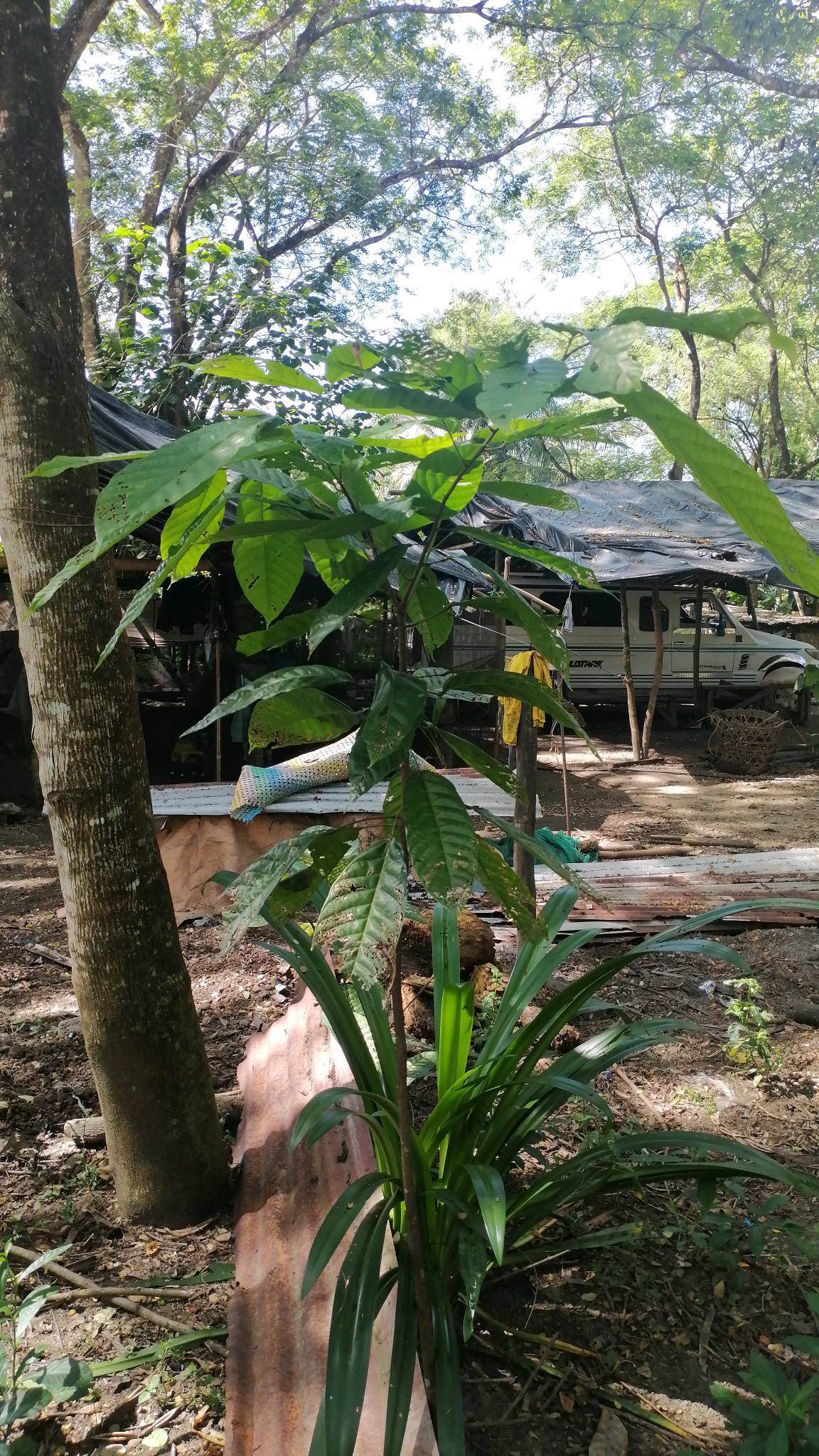 tree