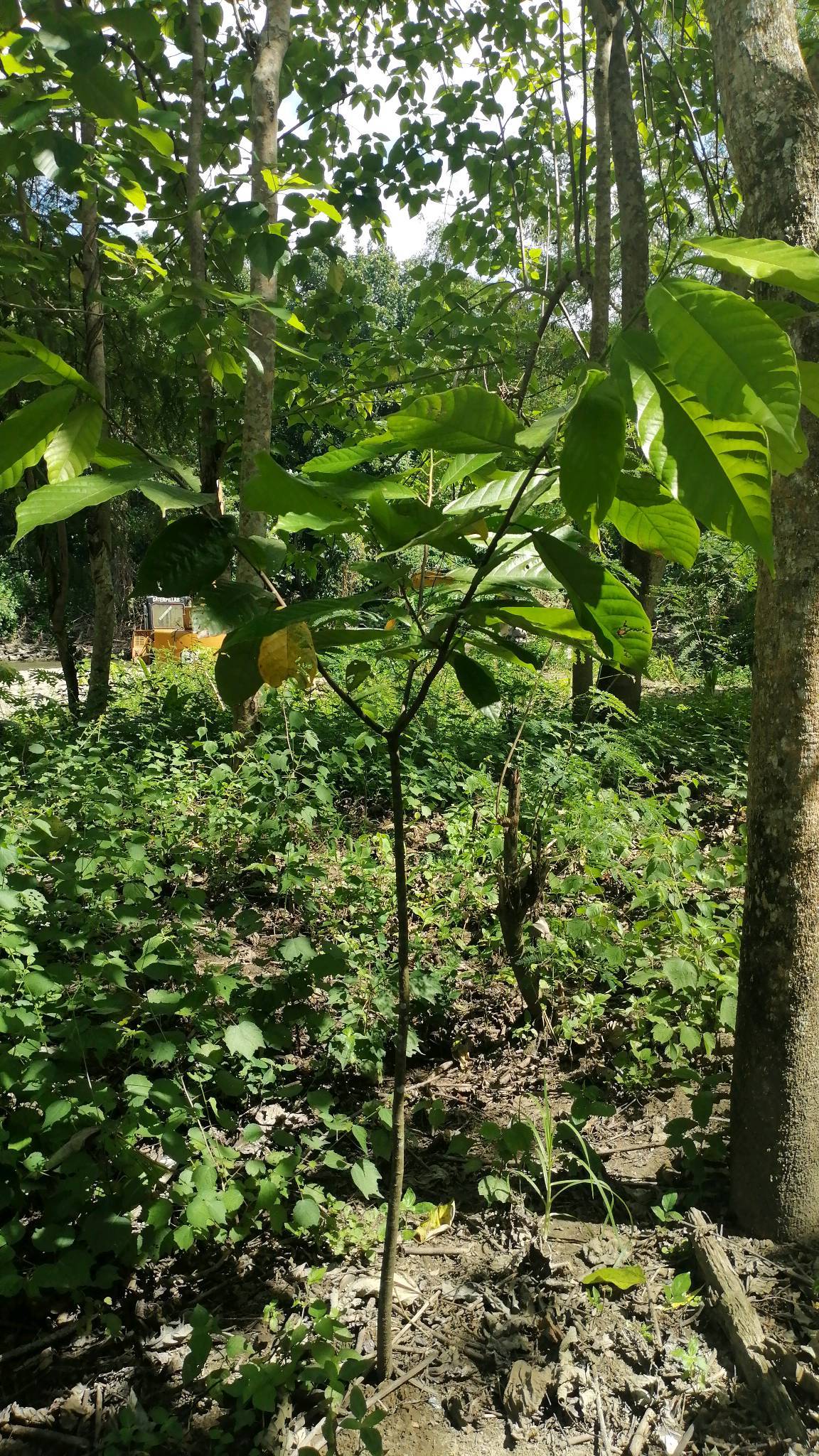 tree