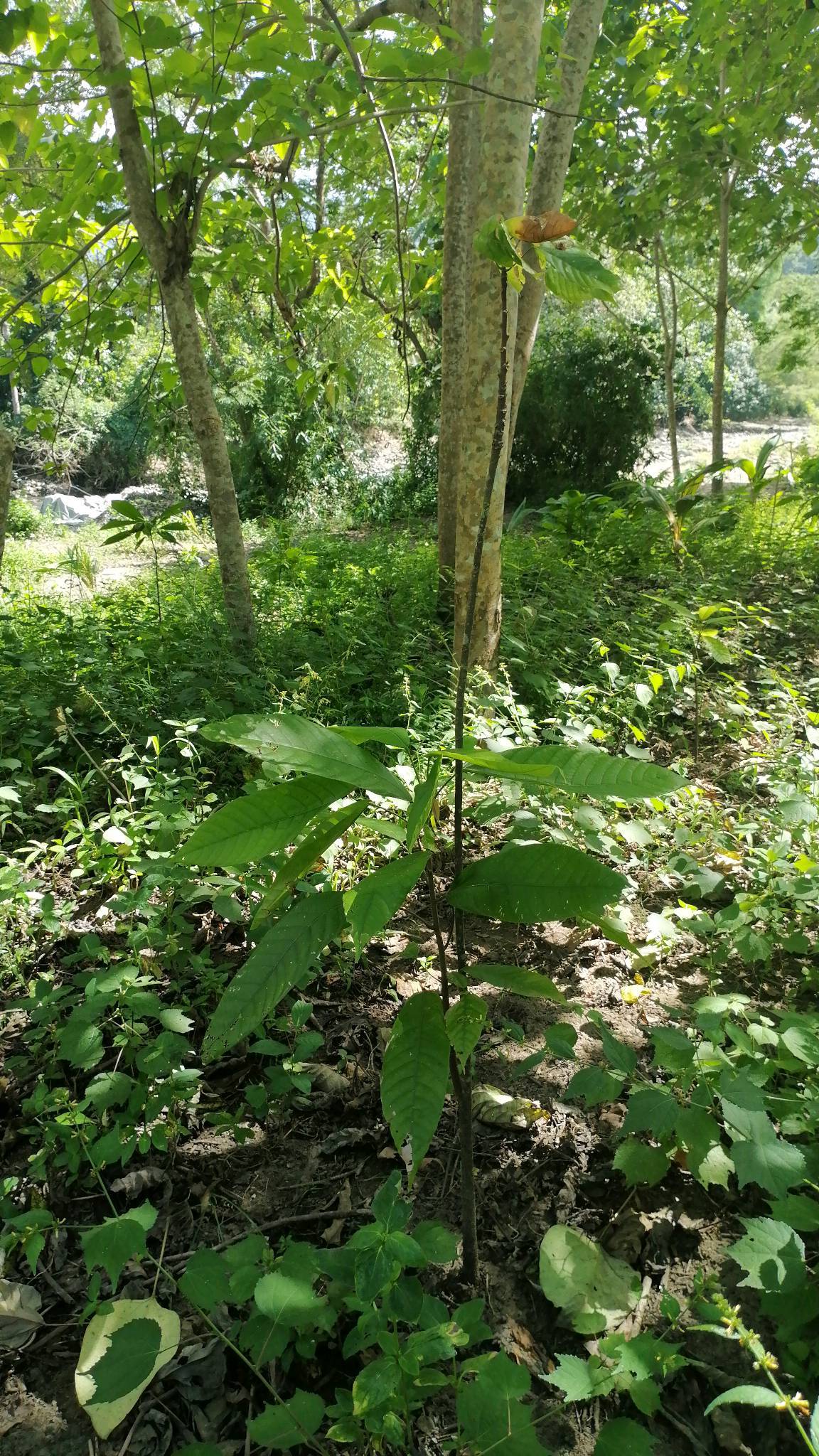 tree