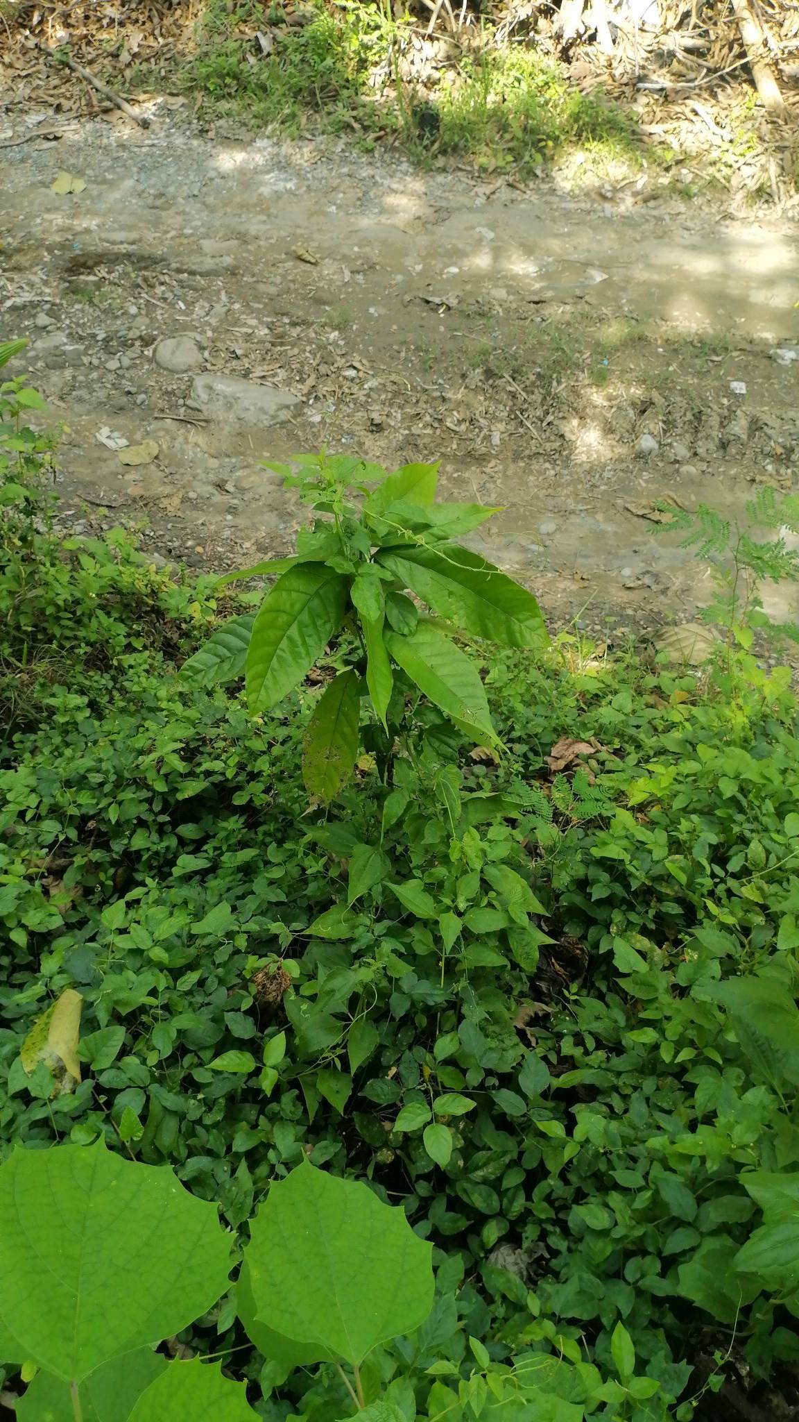 tree