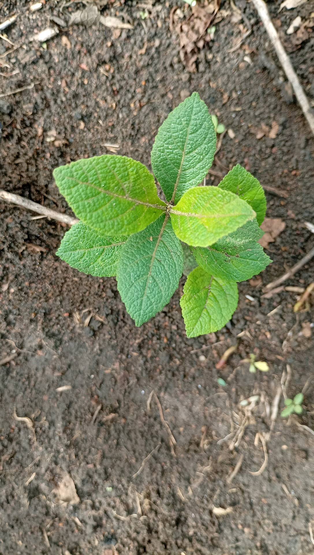 tree
