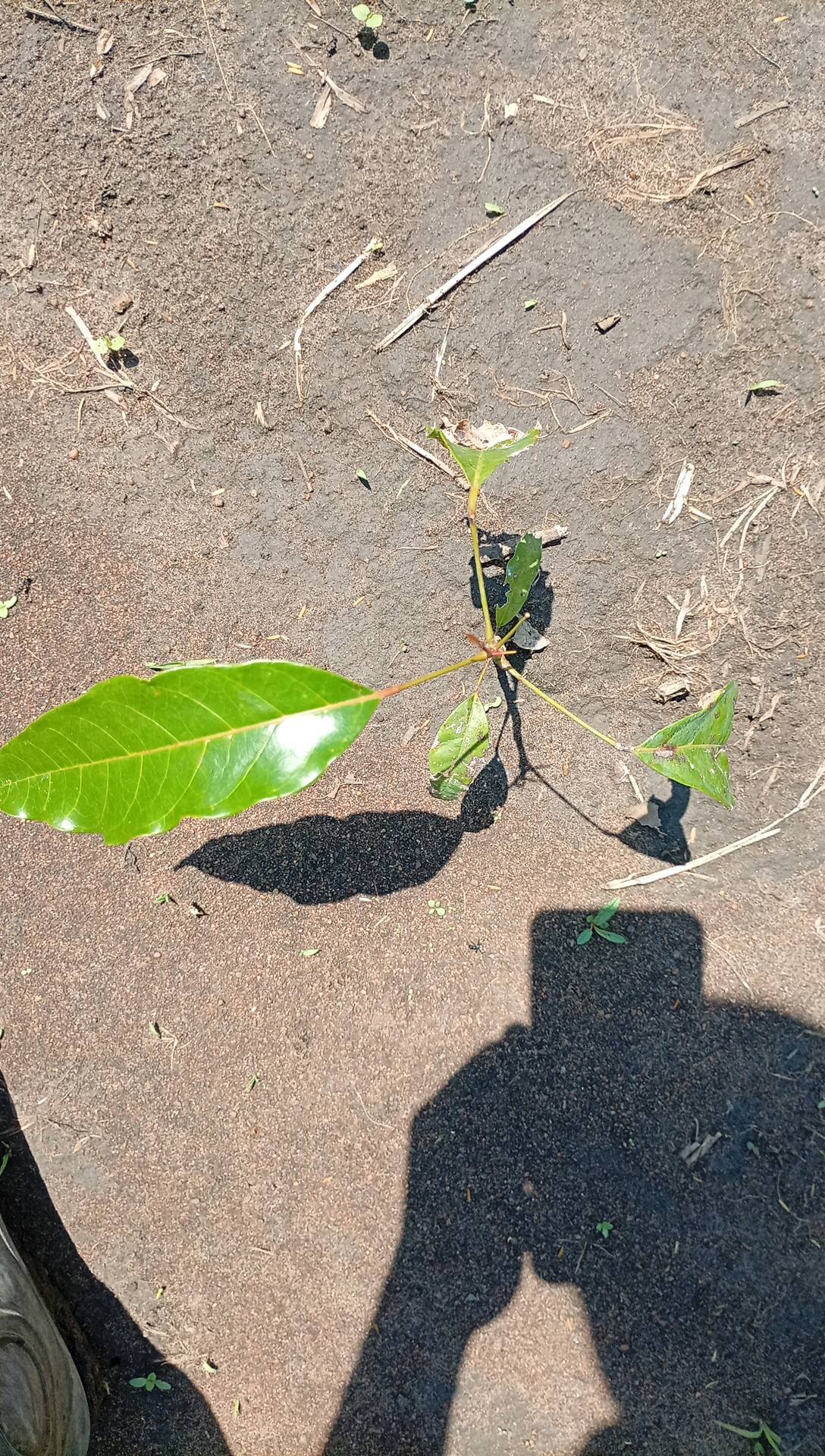 tree