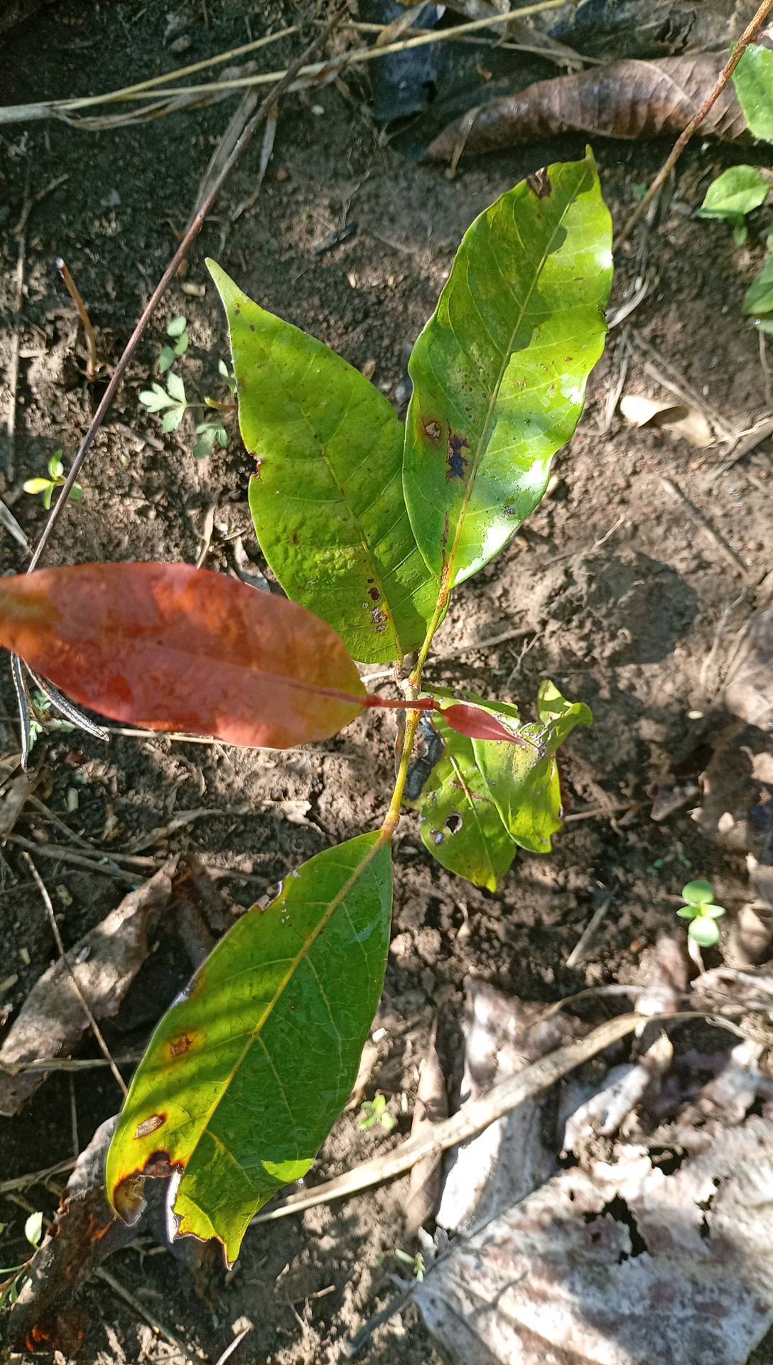 tree
