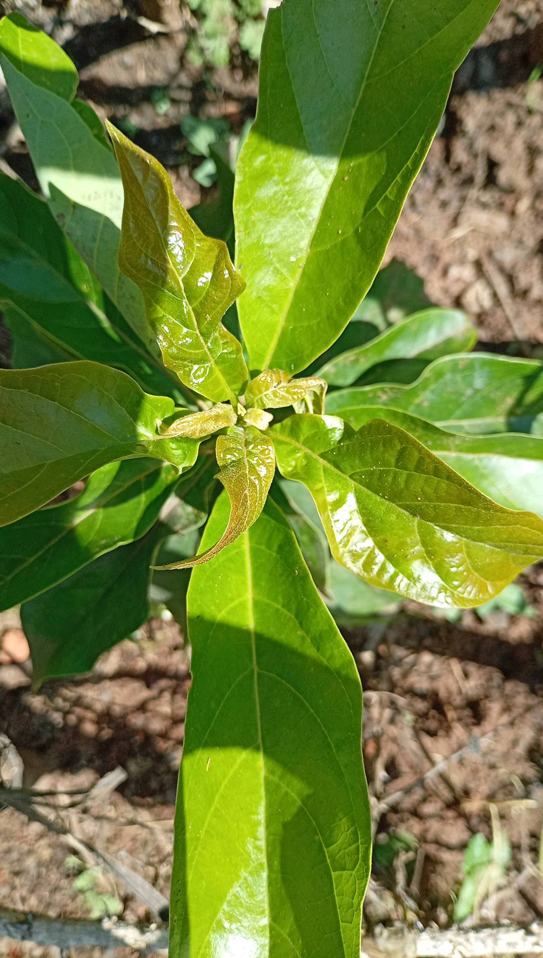 tree