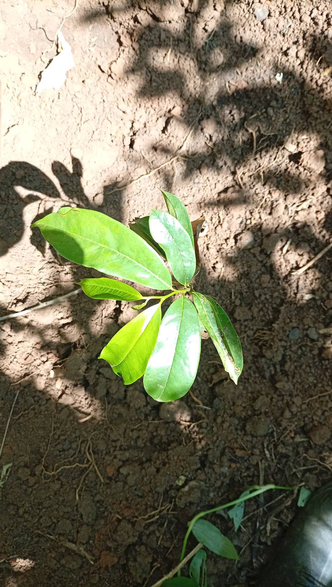 tree