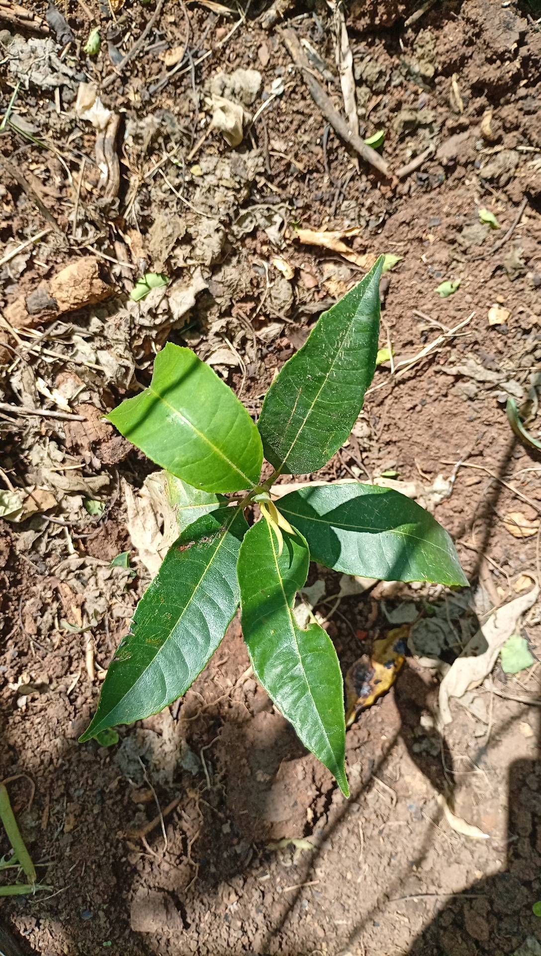 tree