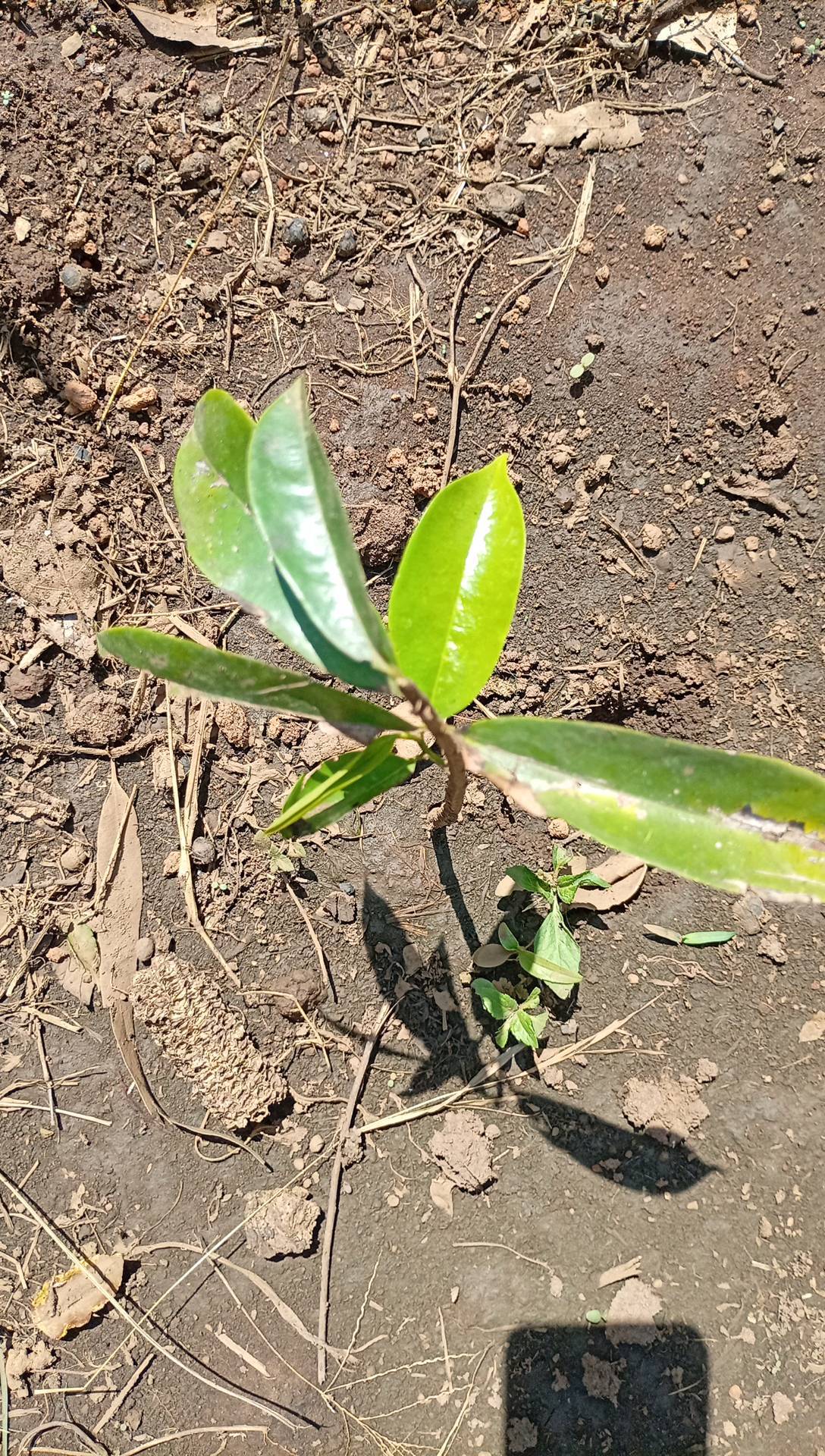 tree