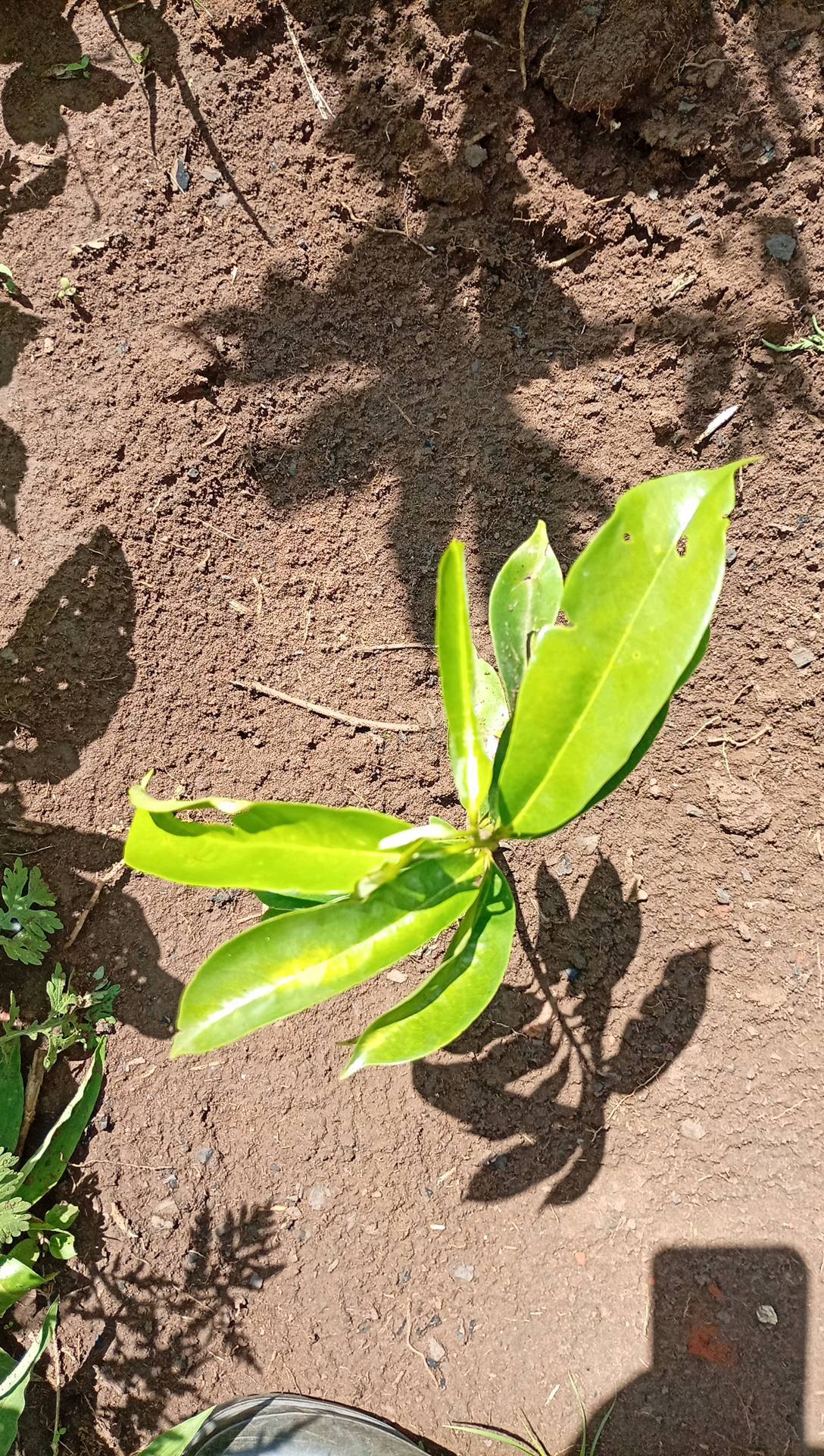 tree