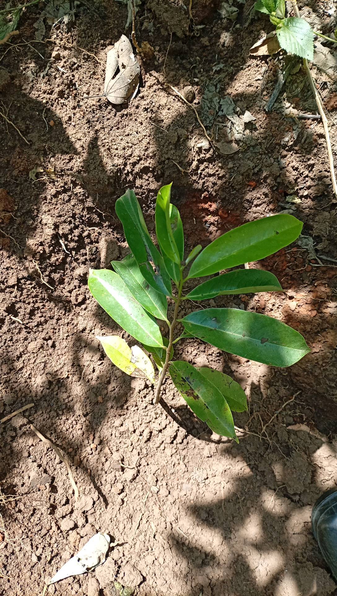 tree