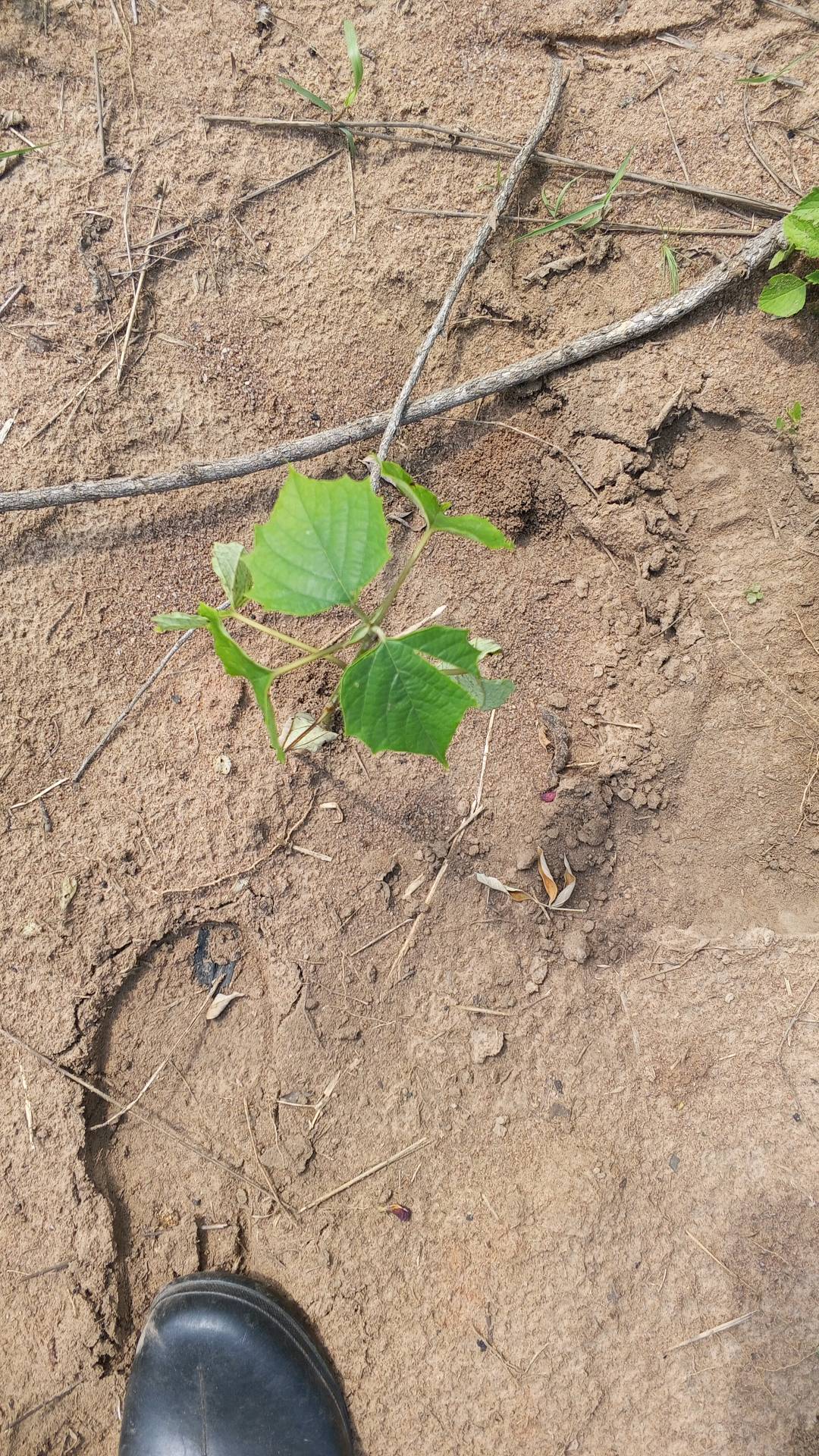 tree