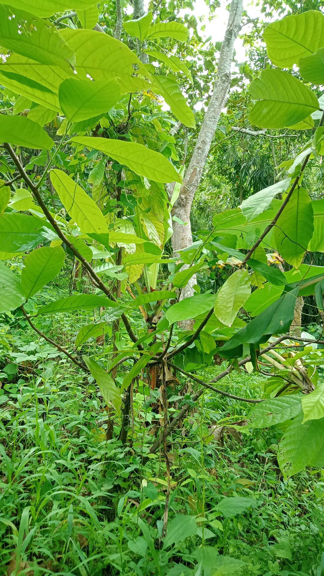 tree