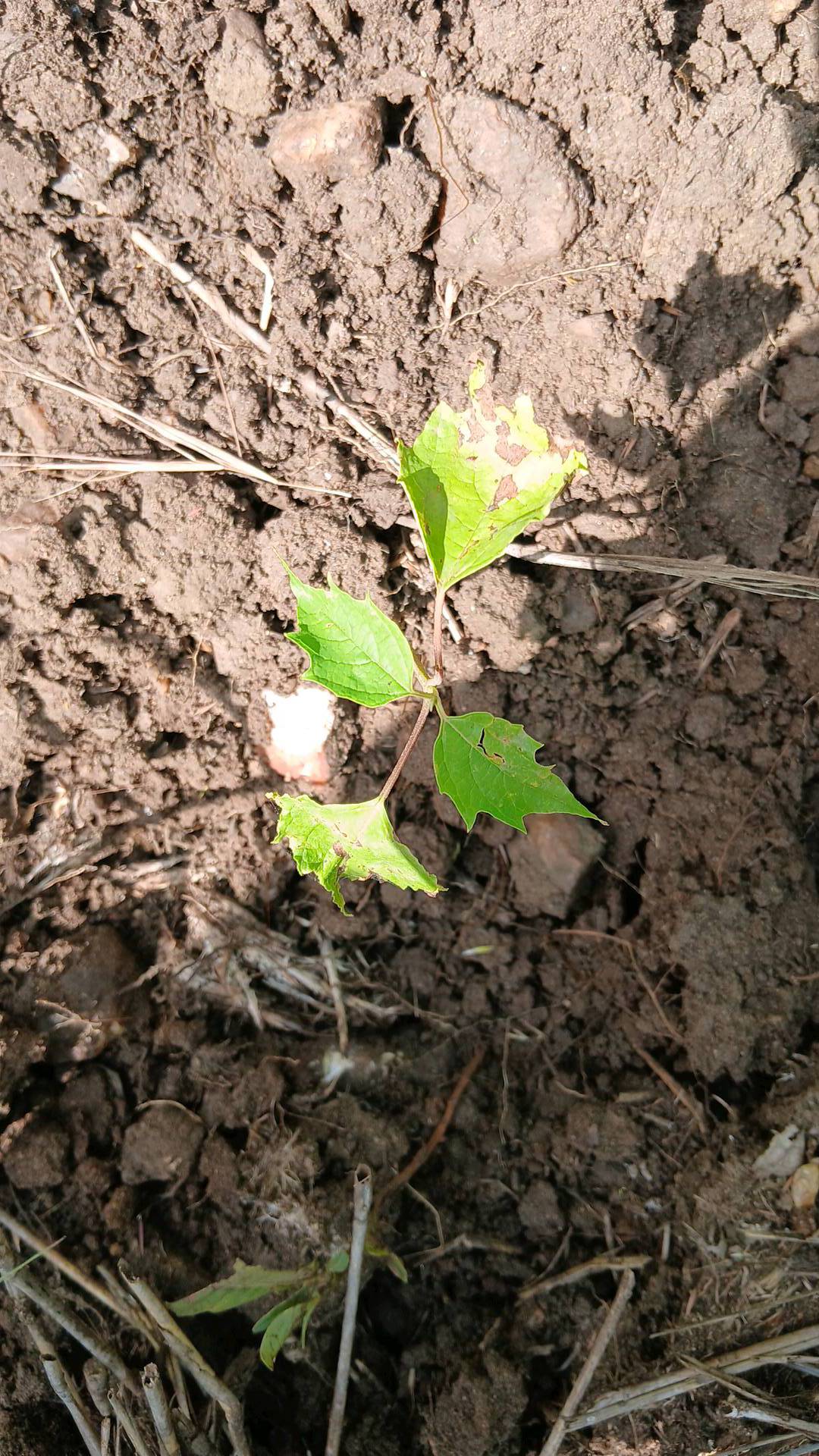 tree