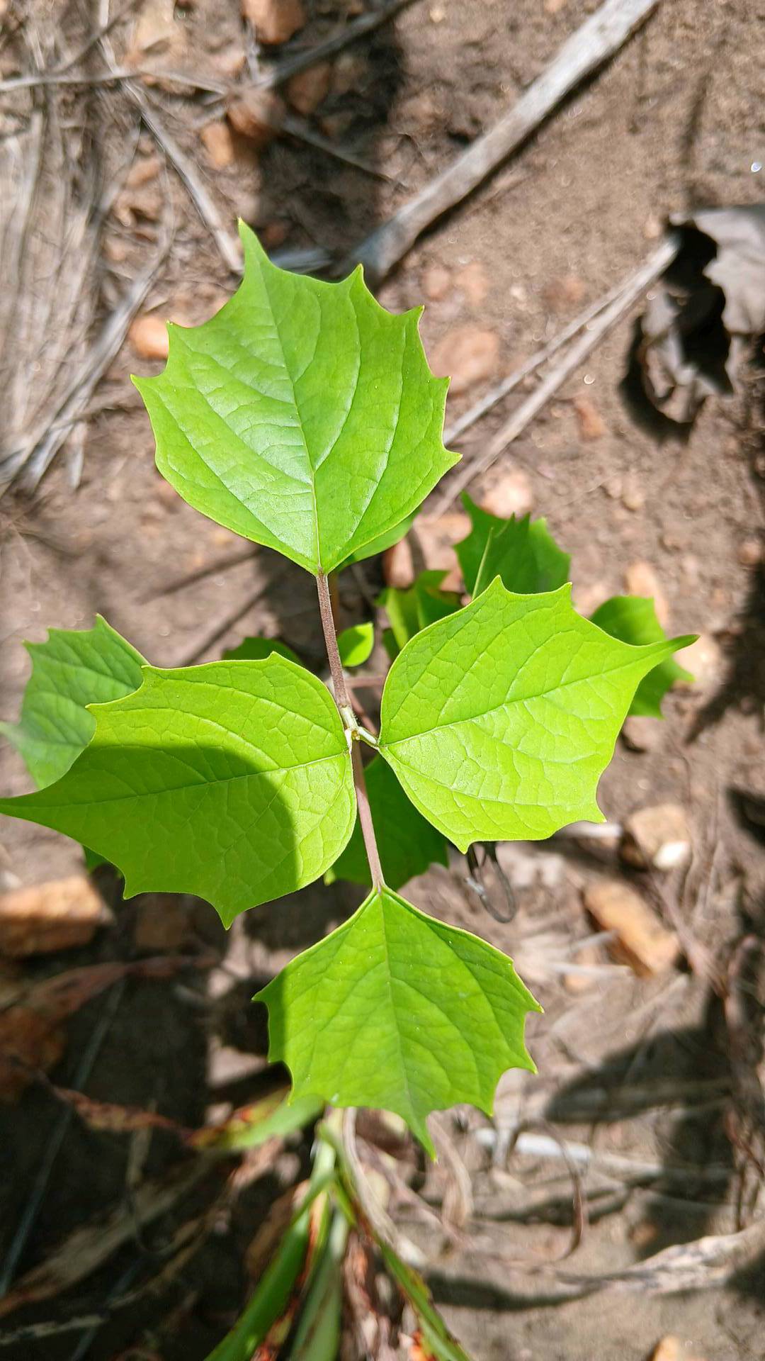 tree