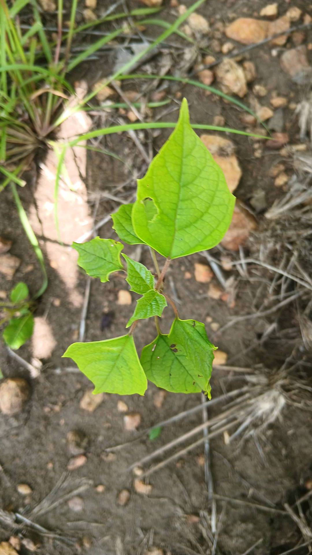 tree