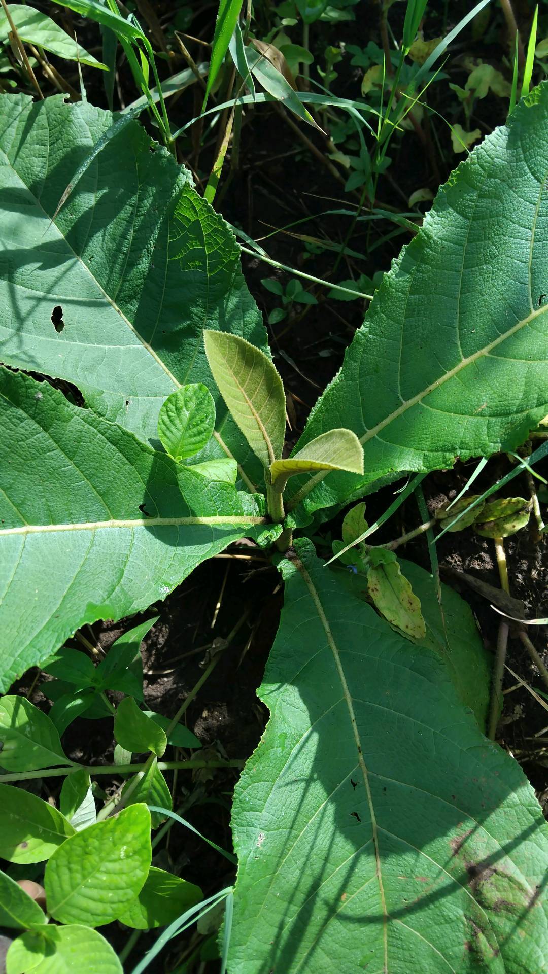 tree