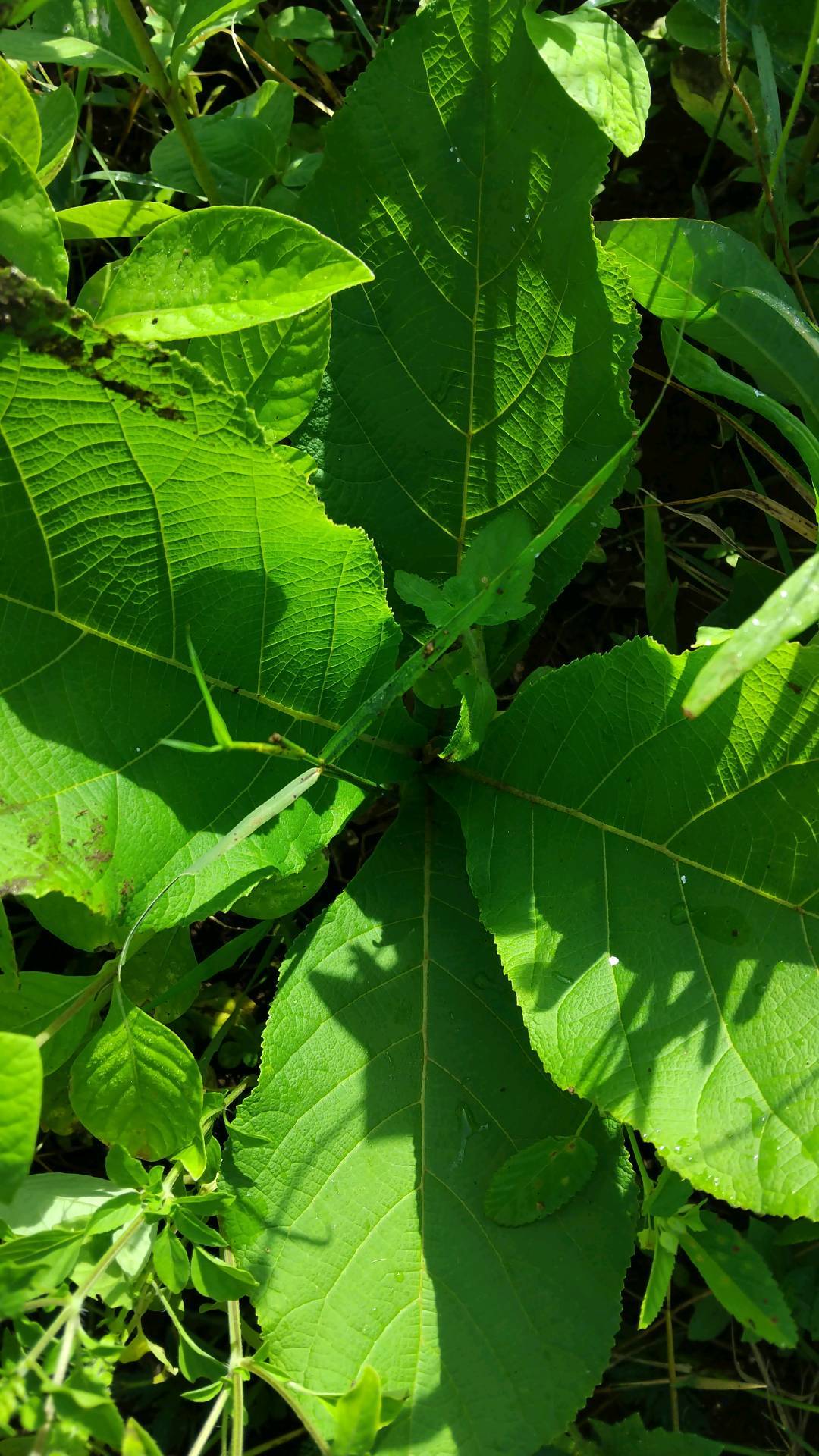 tree