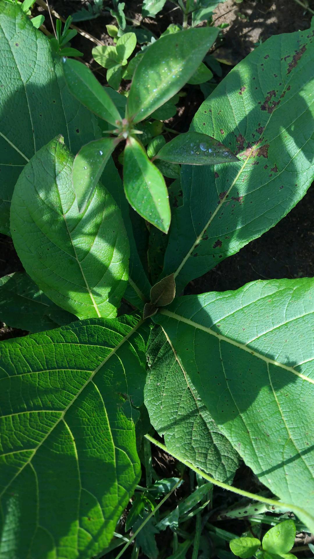 tree
