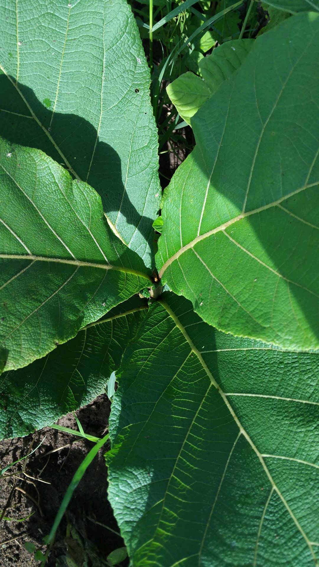 tree