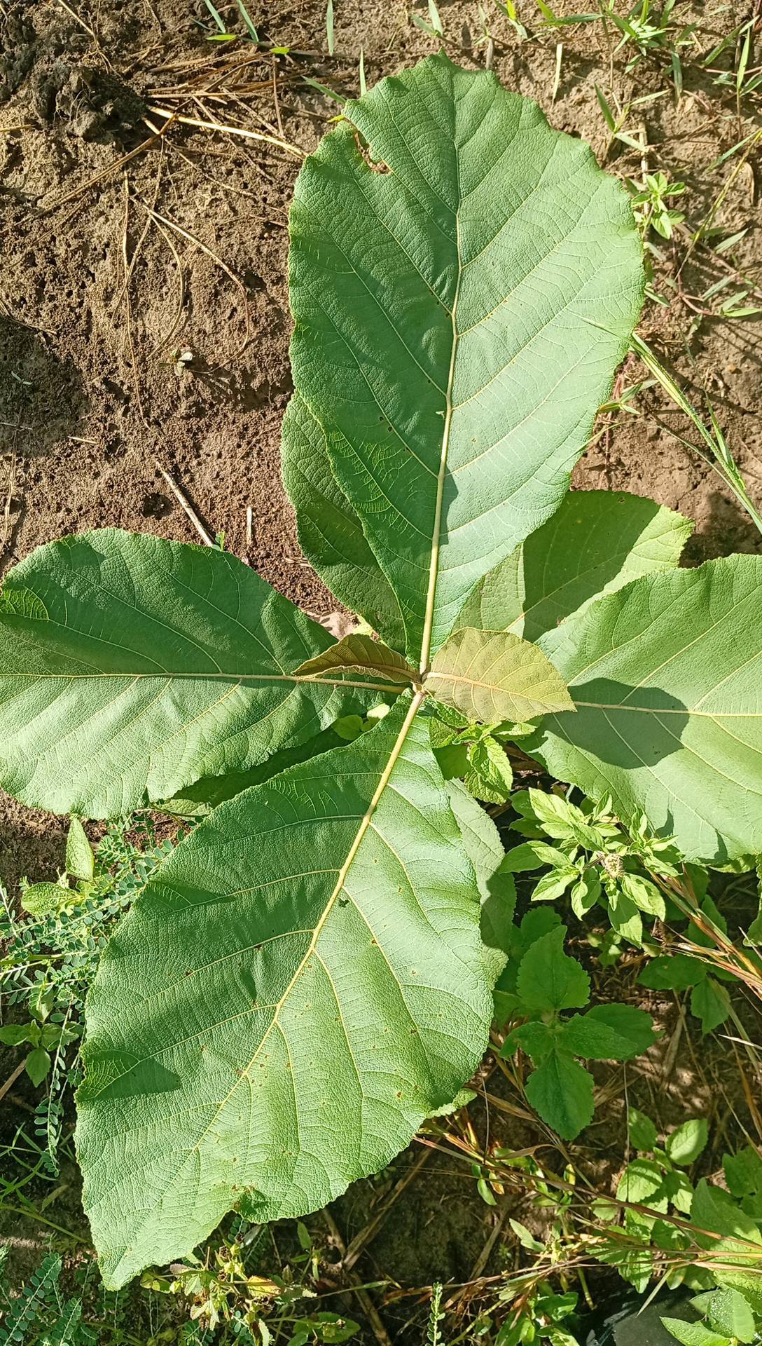 tree