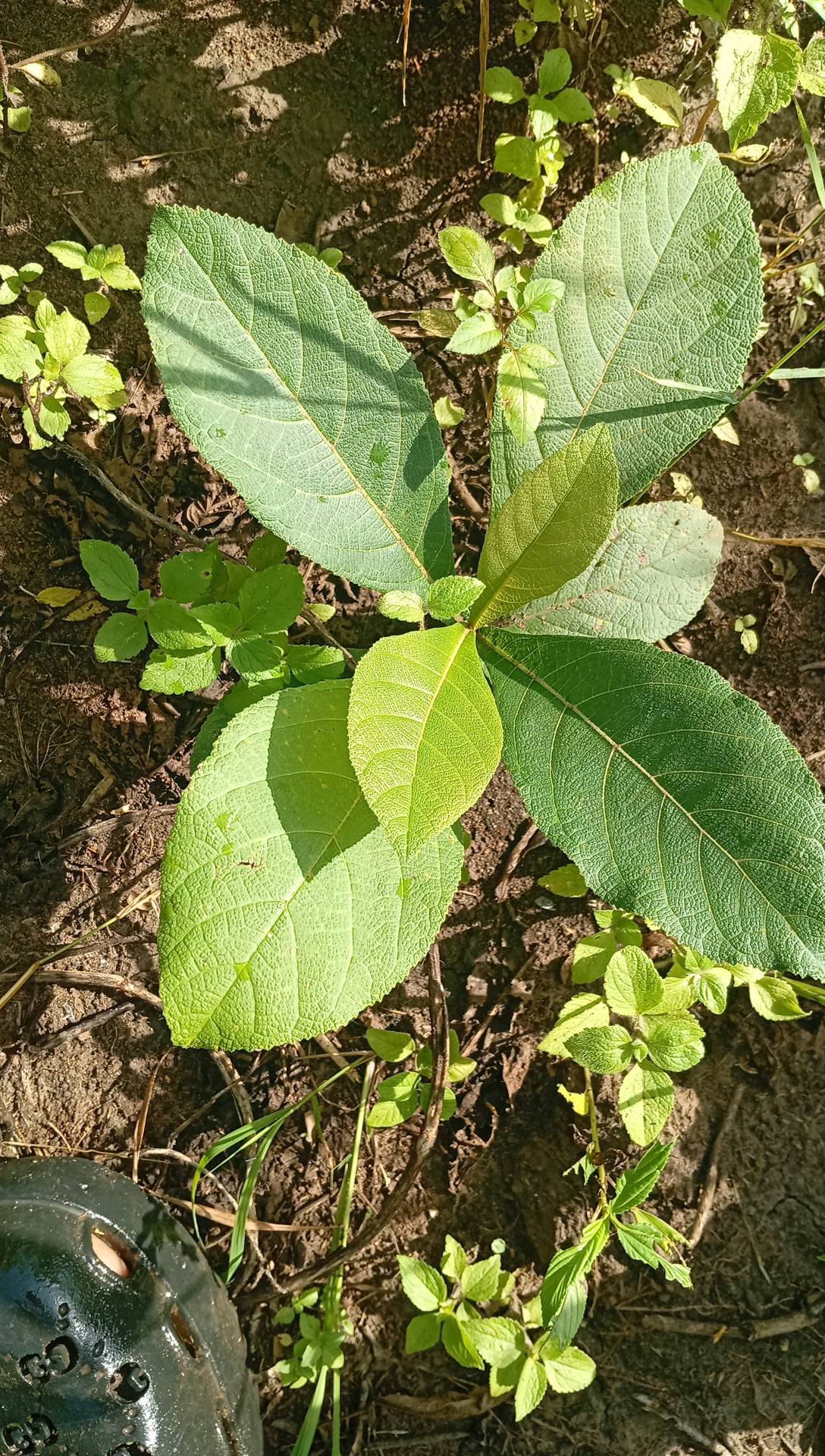 tree