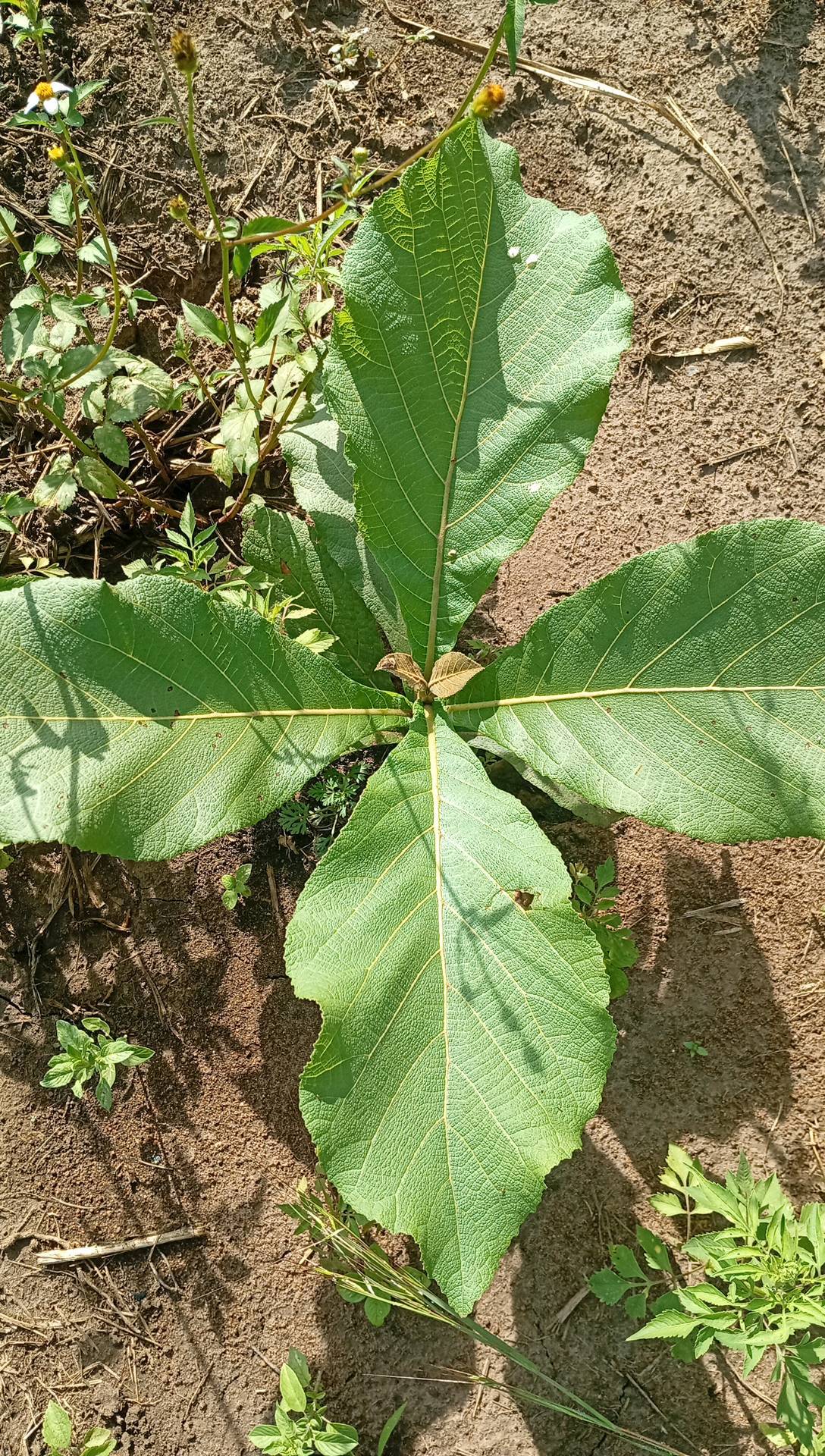 tree