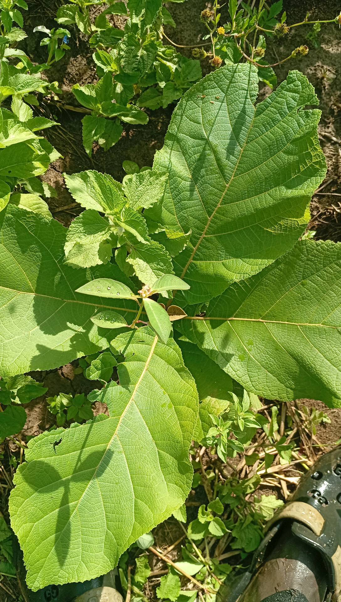 tree