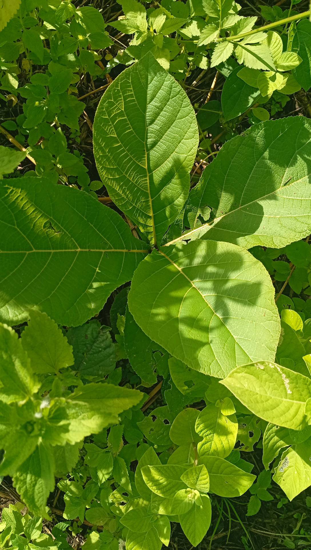 tree