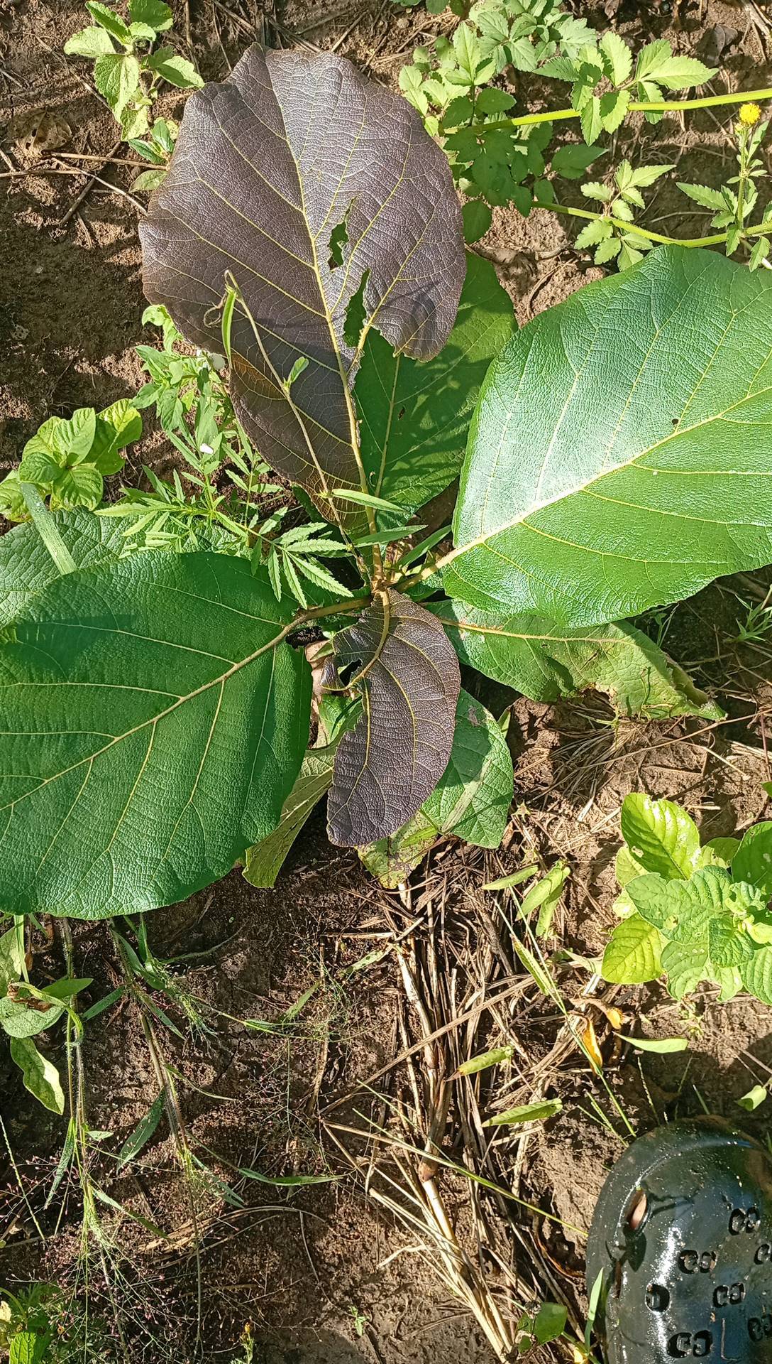 tree