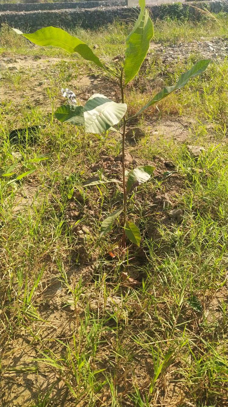 tree