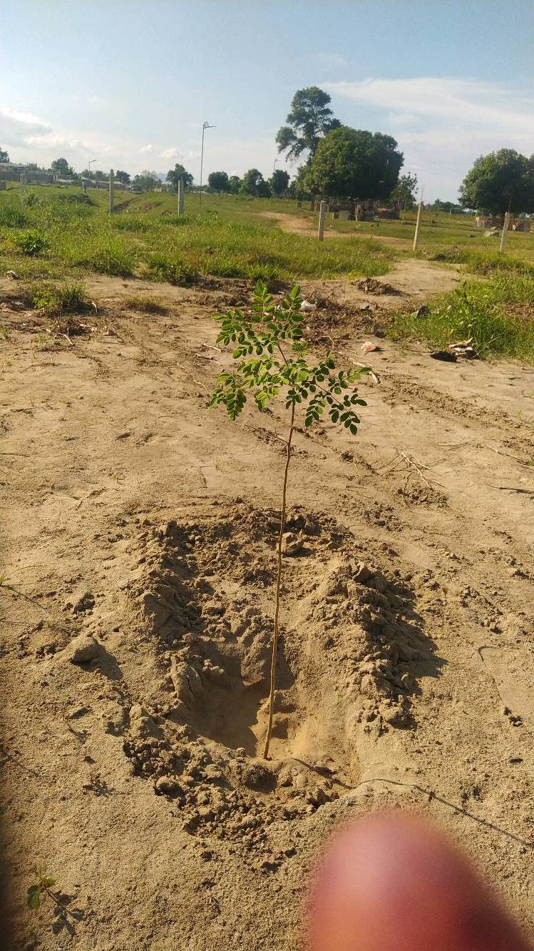 tree