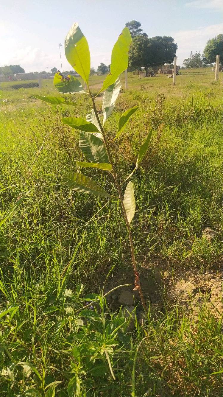 tree