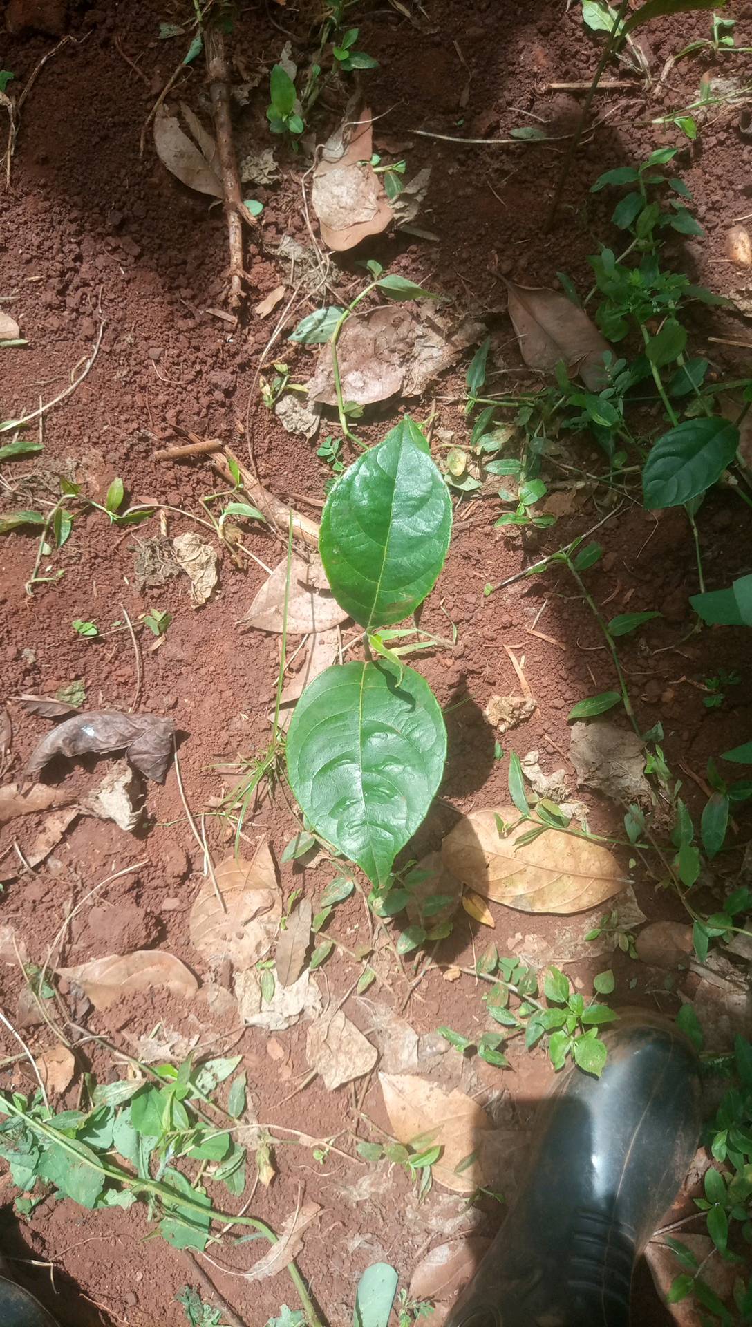 tree