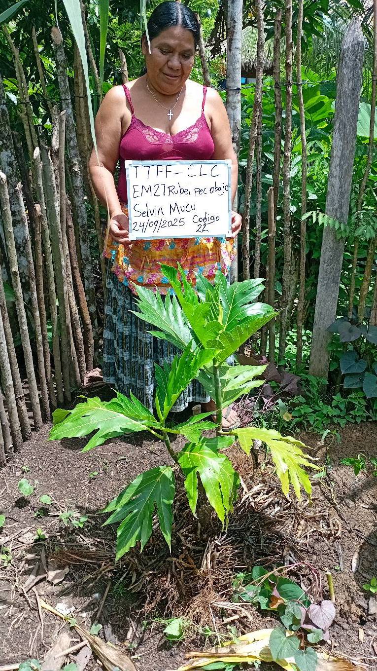 tree